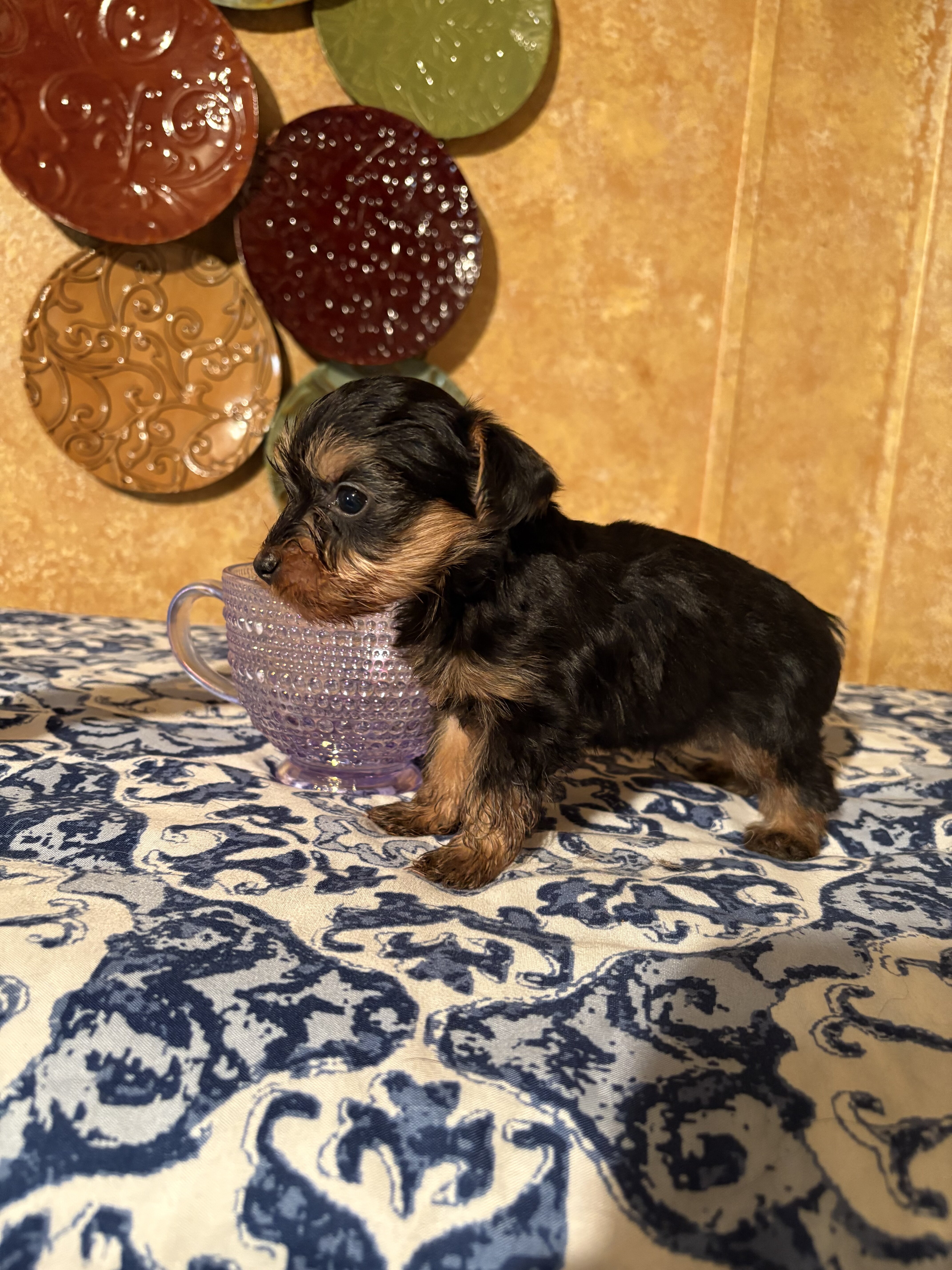 Yorkie puppies image 6
