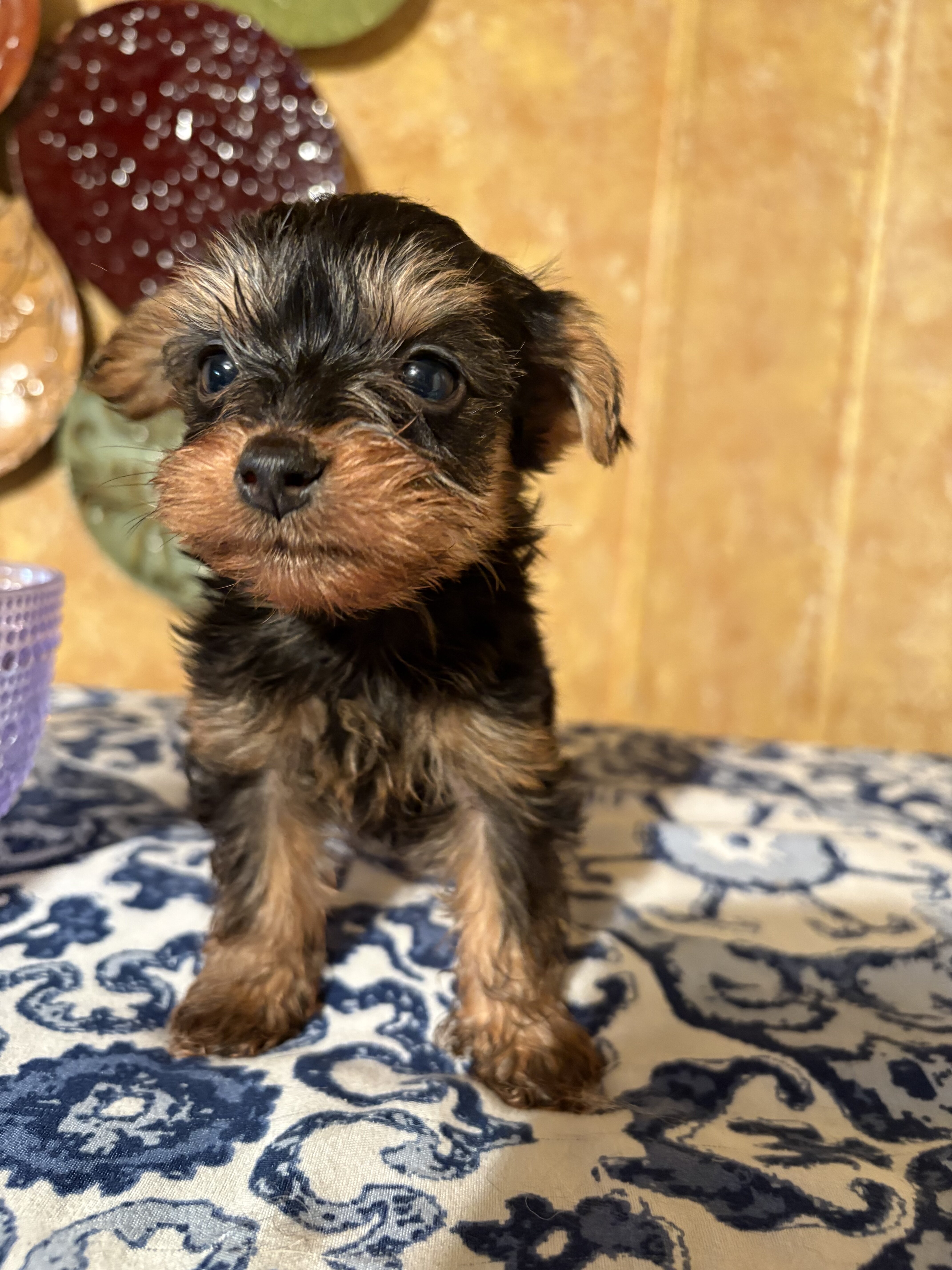 Yorkie puppies image 2