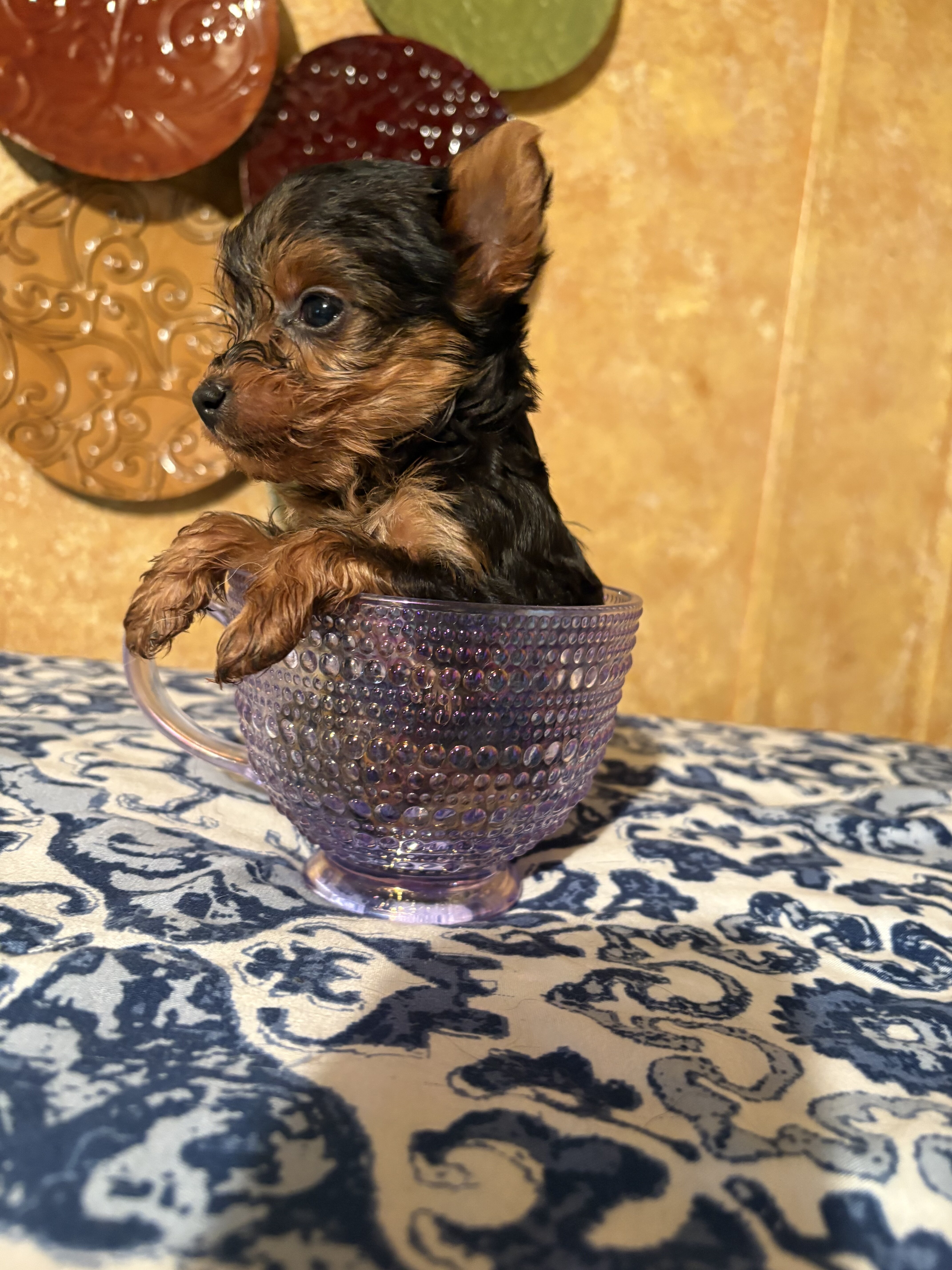 Yorkie puppies image 1