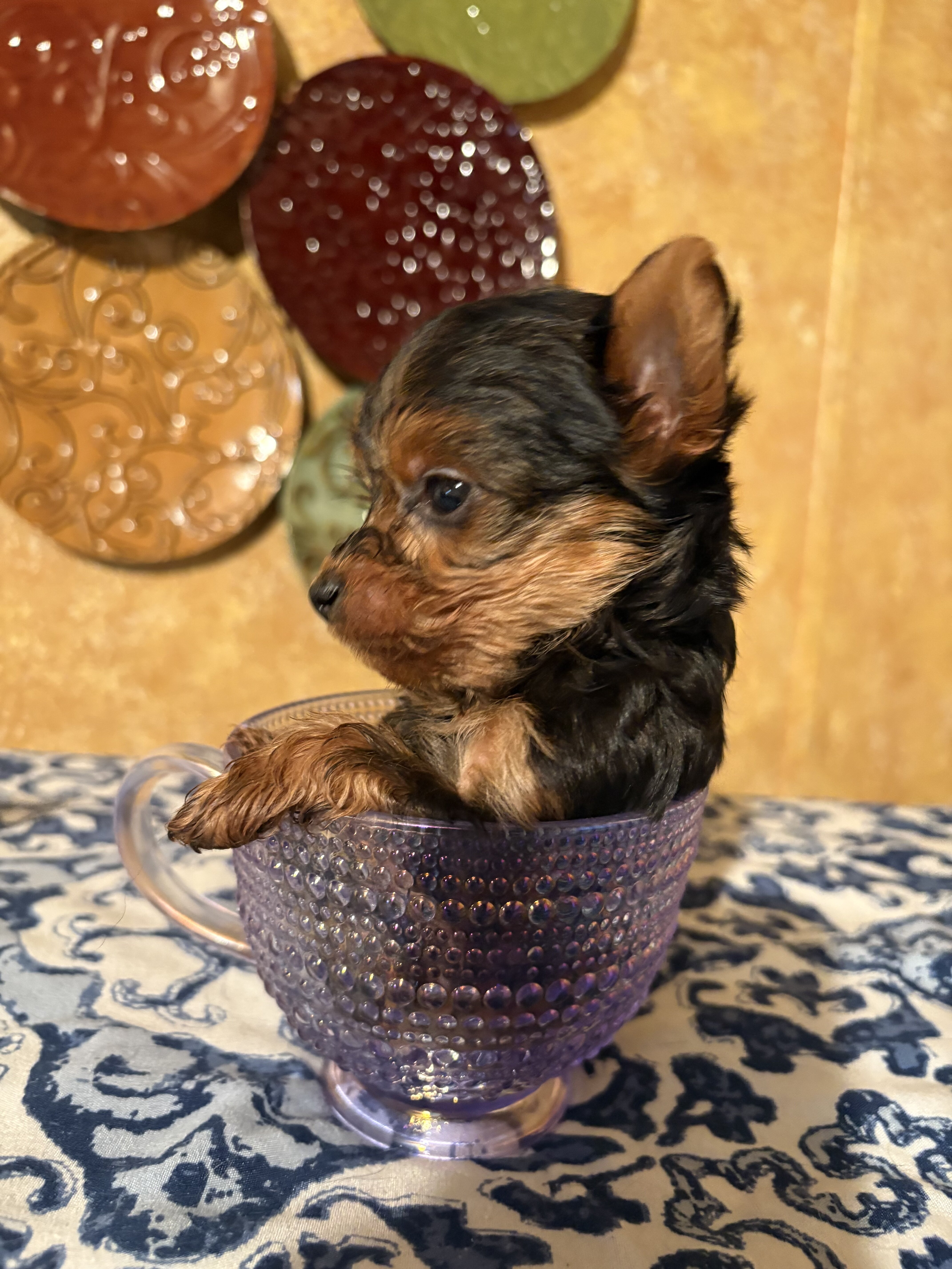 Yorkie puppies image 3