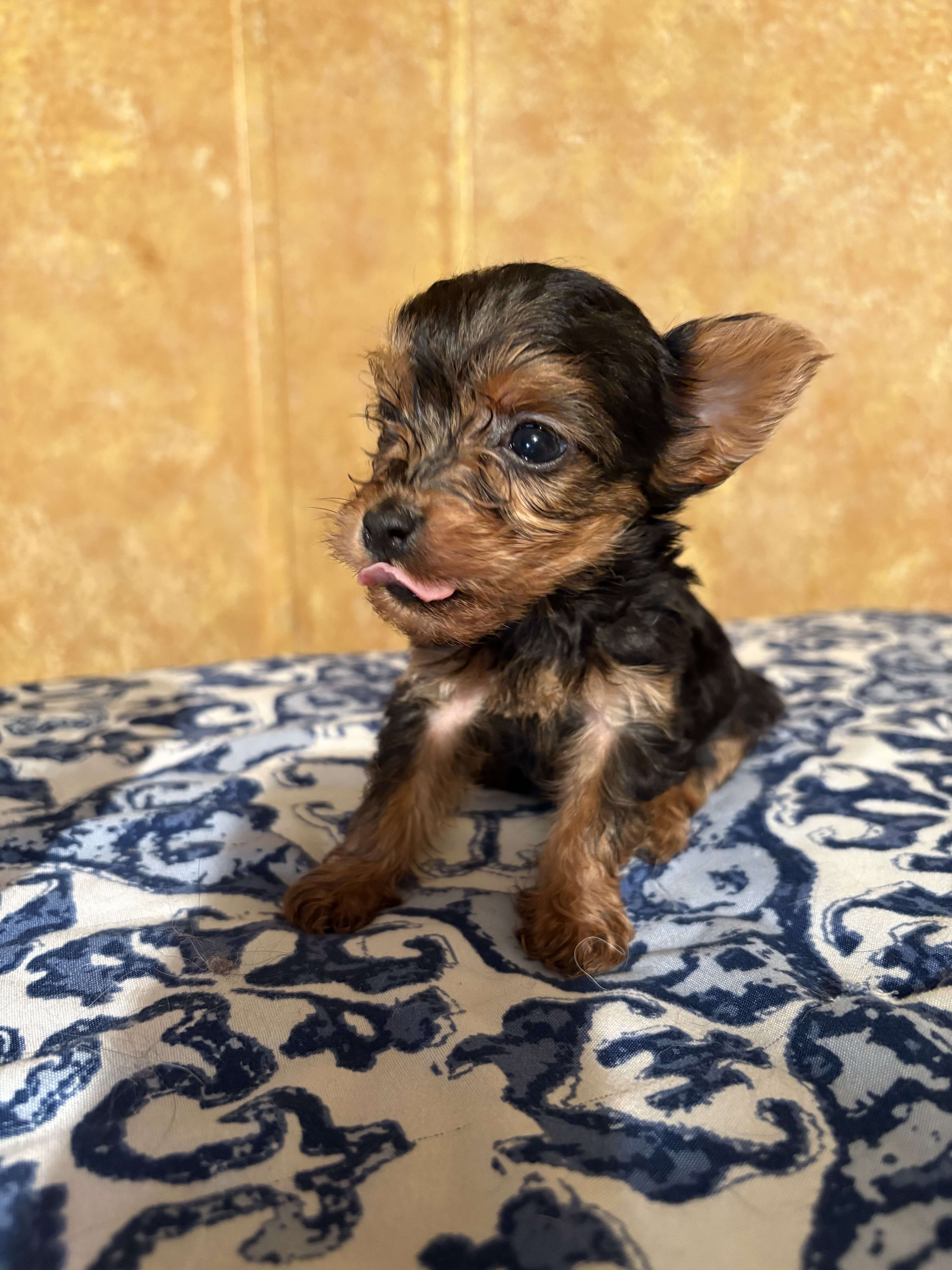 Yorkie puppies image 5