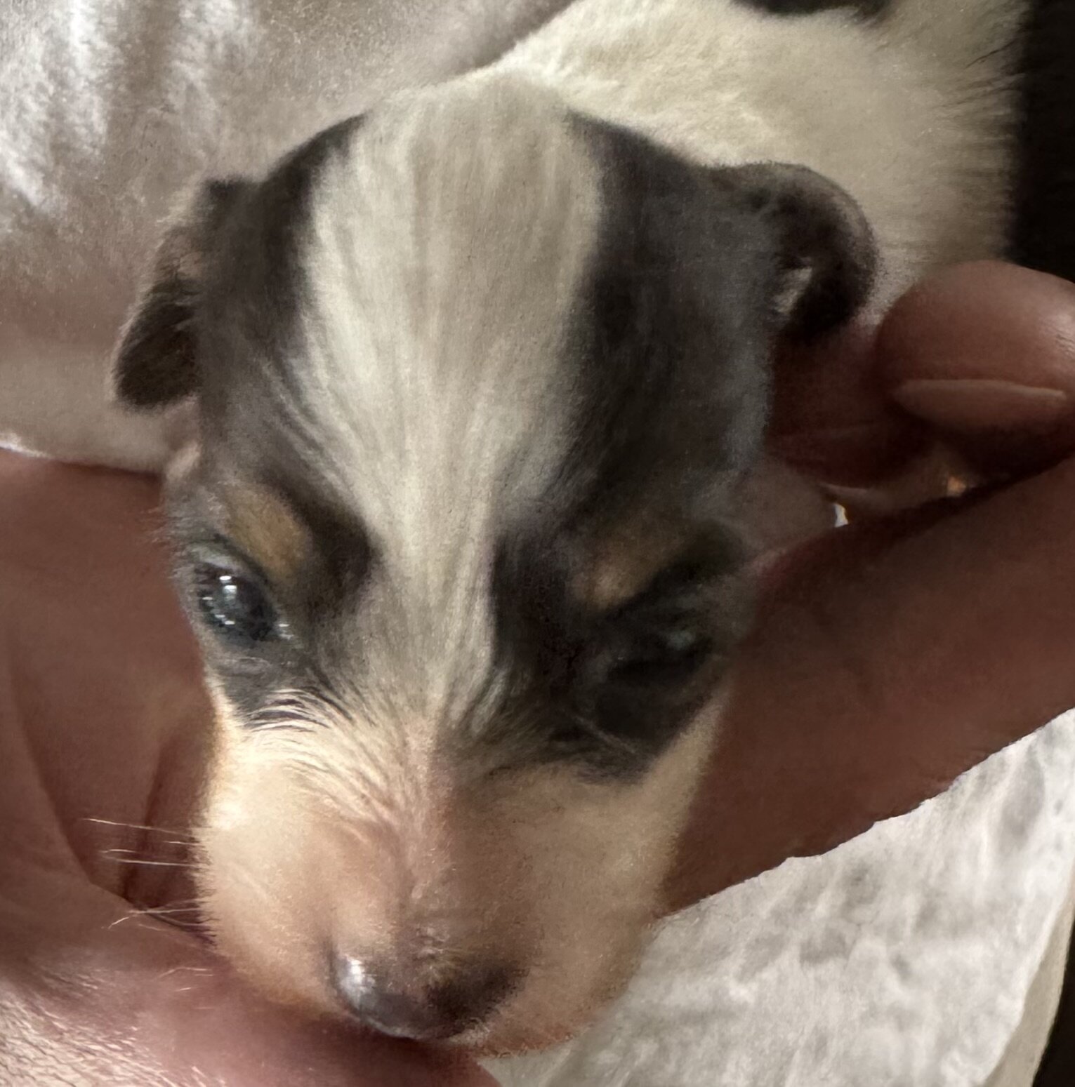 Colorado Mini Dachshund Puppies image 5
