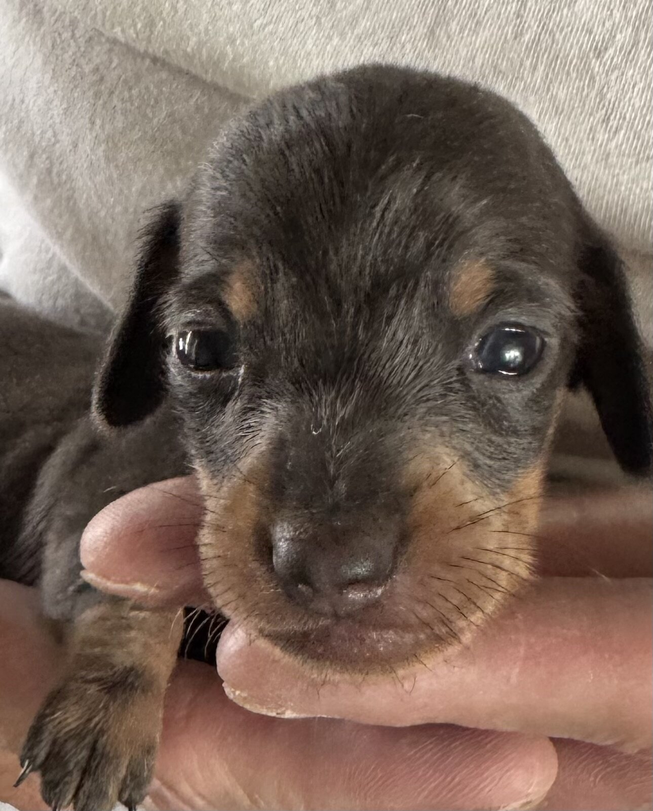 Colorado Mini Dachshund Puppies image 3