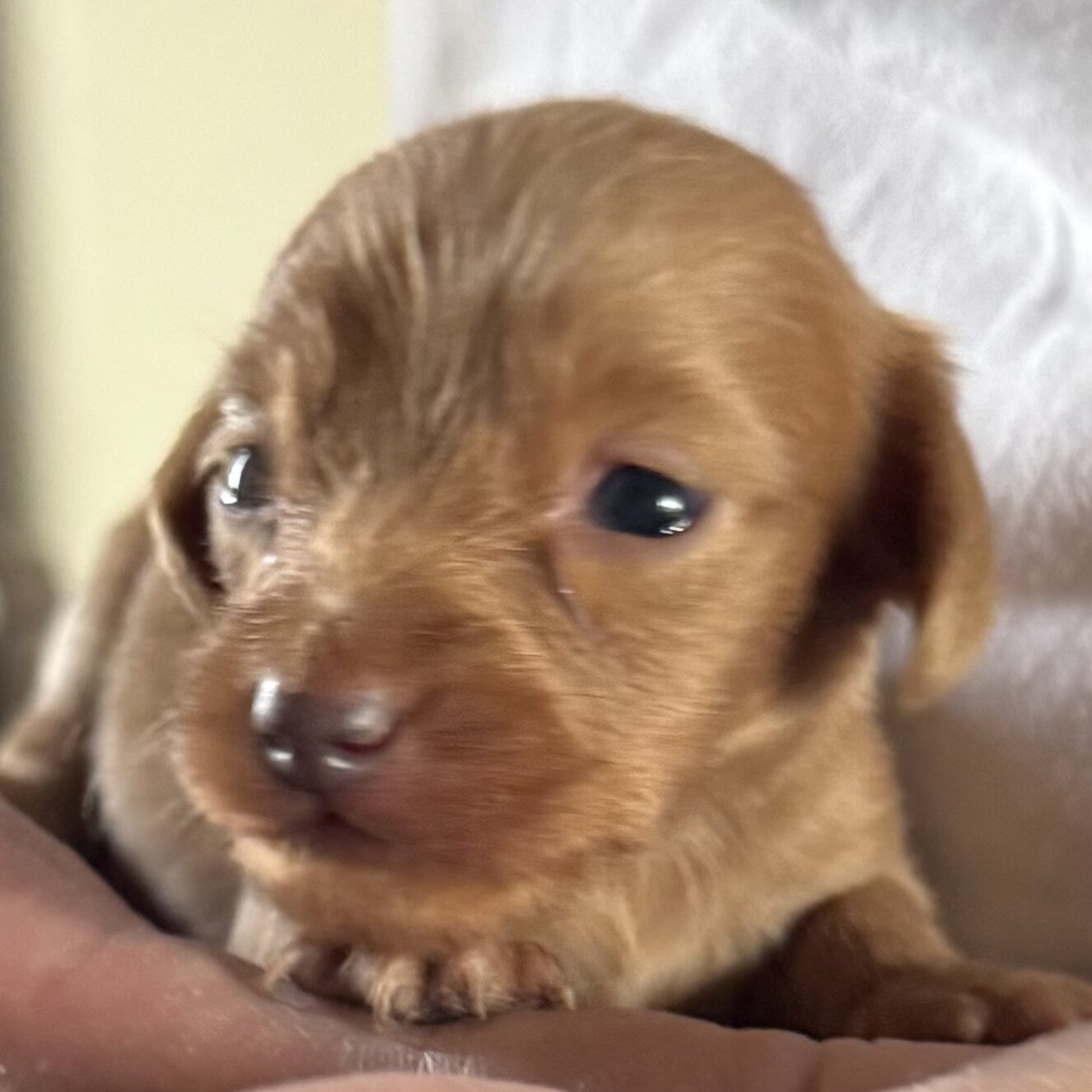 Colorado Mini Dachshund Puppies image 2