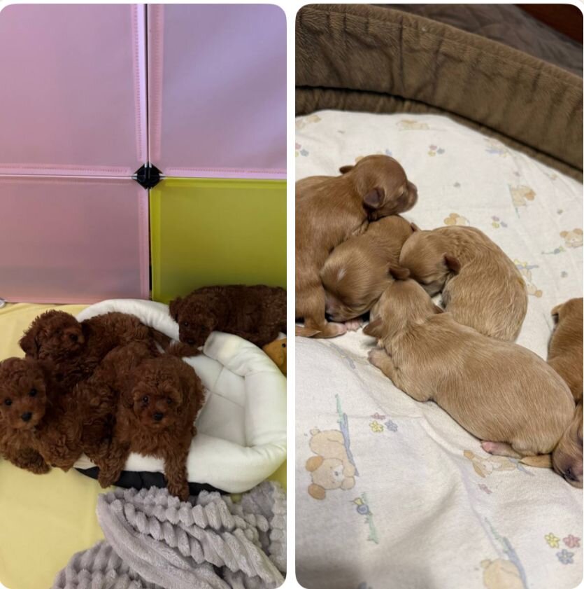 toy/mini poodles image 1
