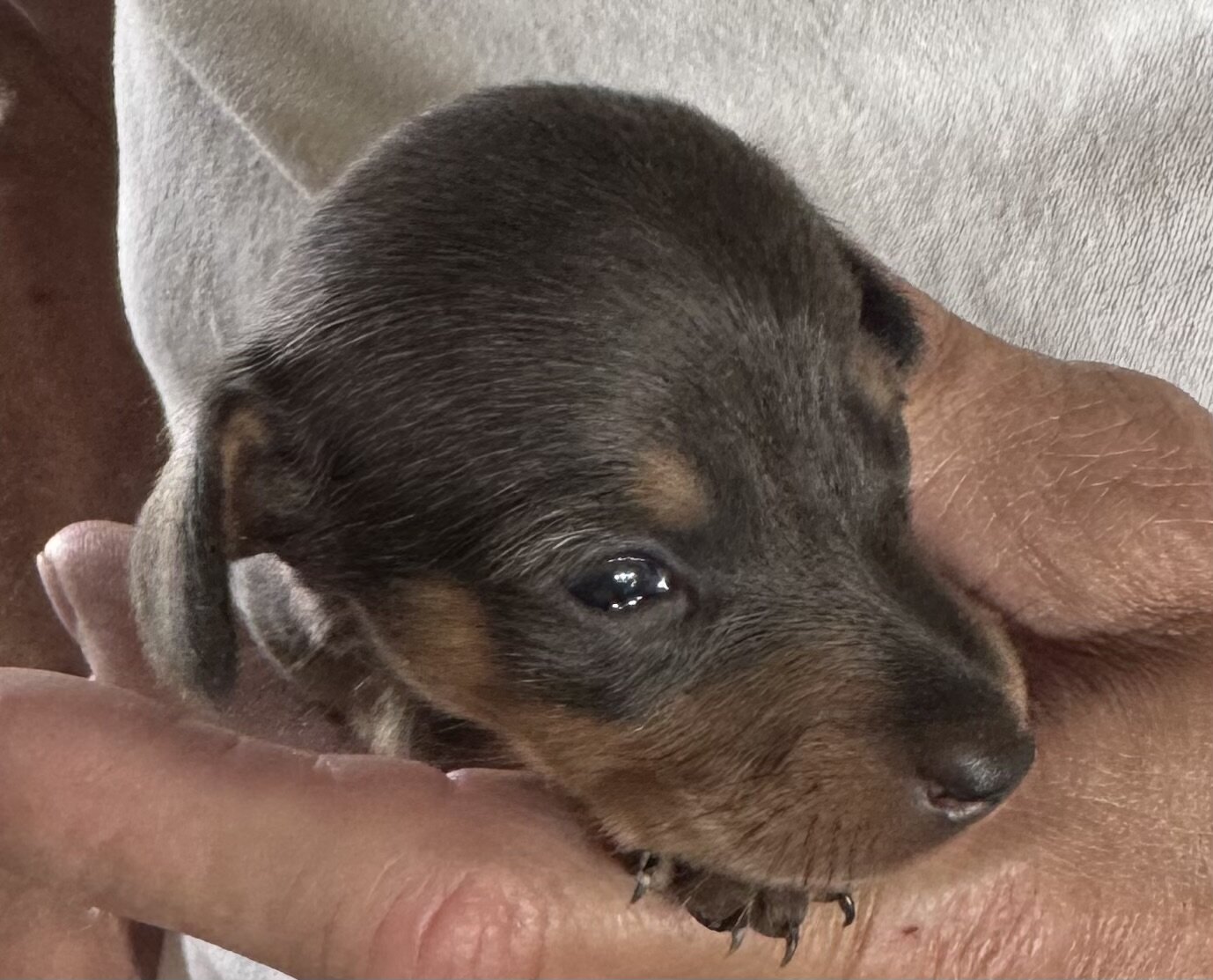 Mini dachshunds image 3