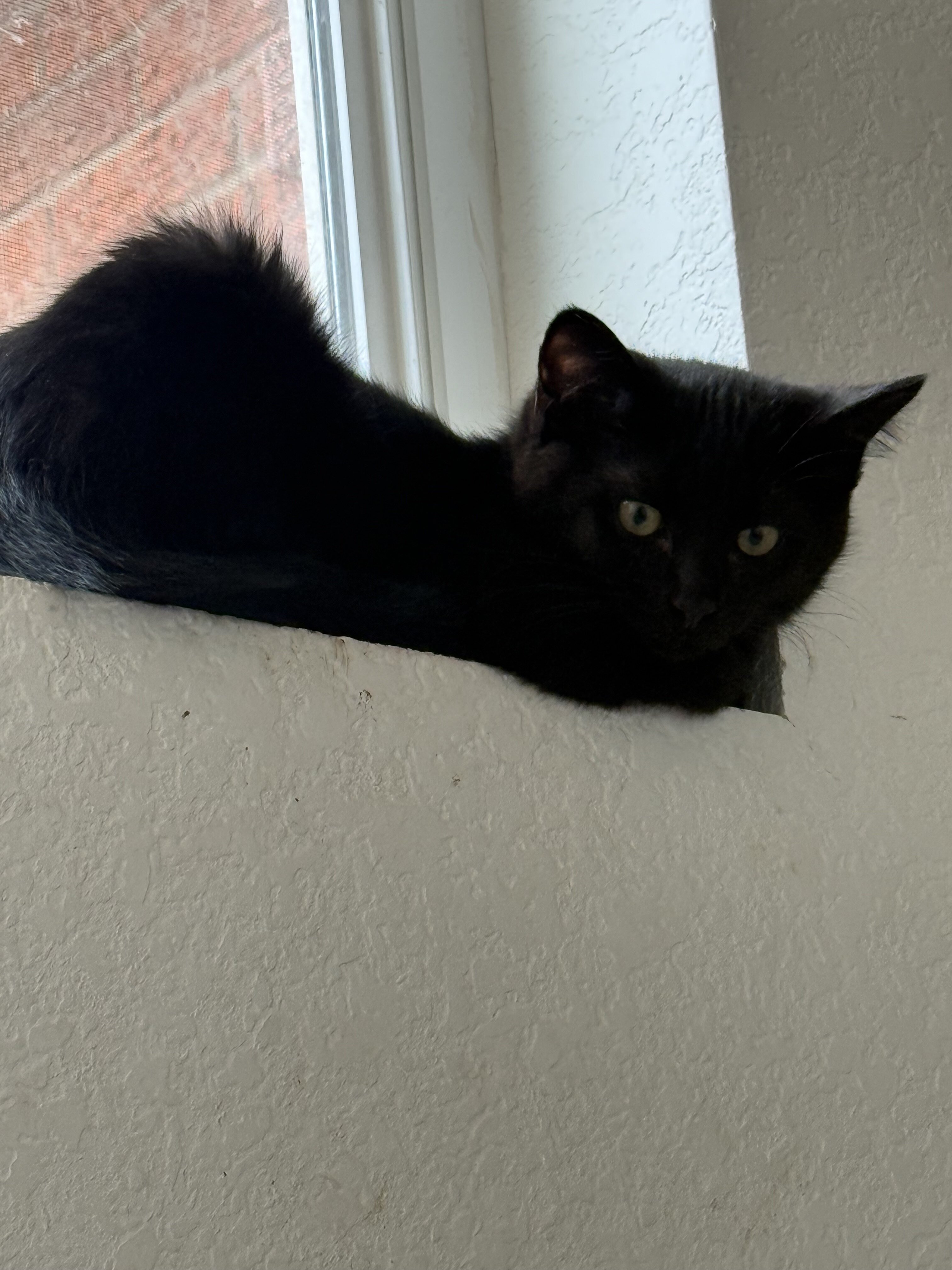 Pure black kittens, 1 male, 1 female image 4