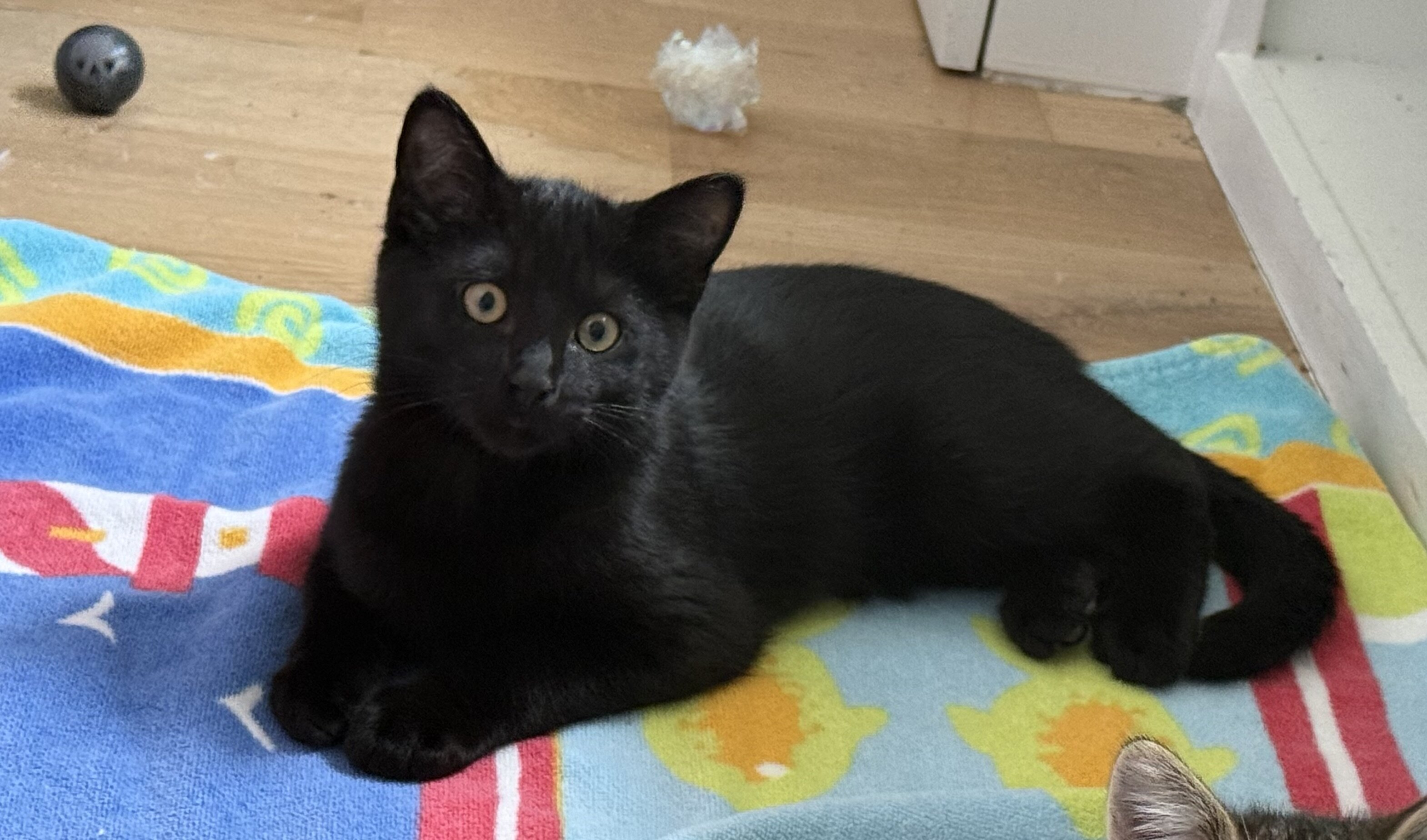 Pure black kittens, 1 male, 1 female image 3