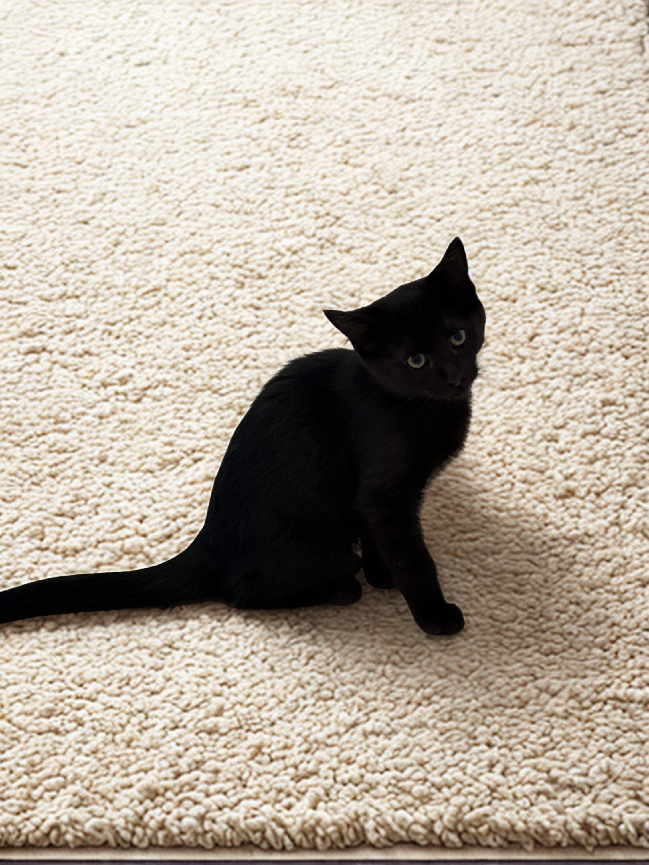 Pure black kittens, 1 male, 1 female image 2