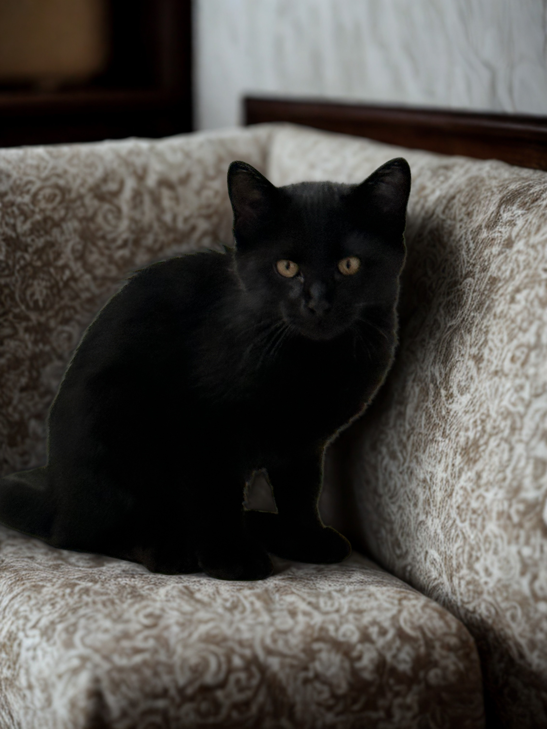 Pure black kittens, 1 male, 1 female image 1