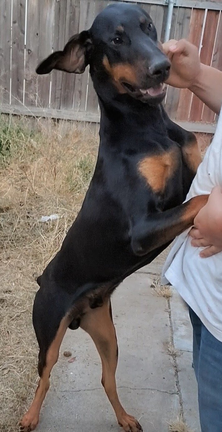PRINCE 10 month old pure breed Doberman. image 1