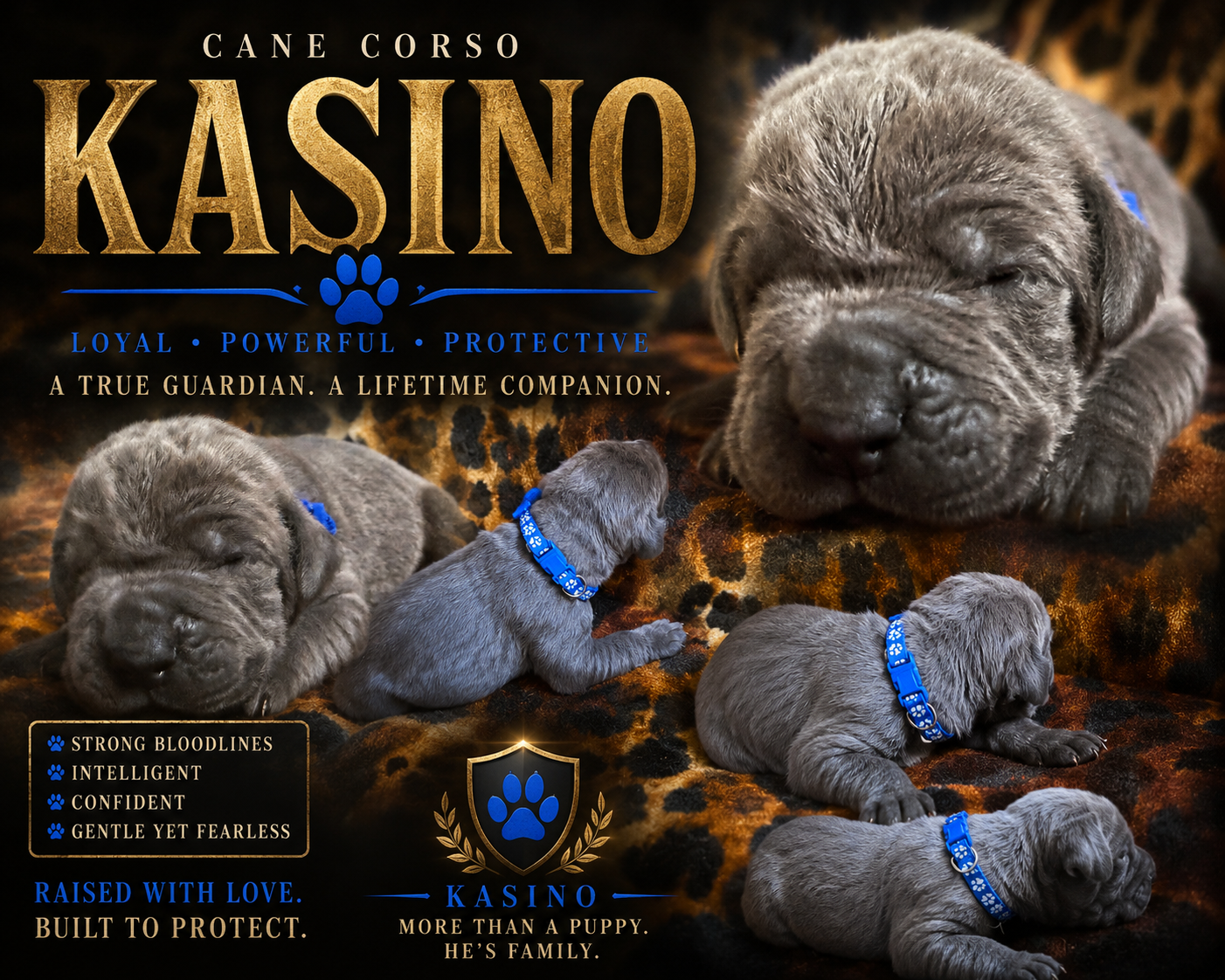 Cane Corso Puppies image 8