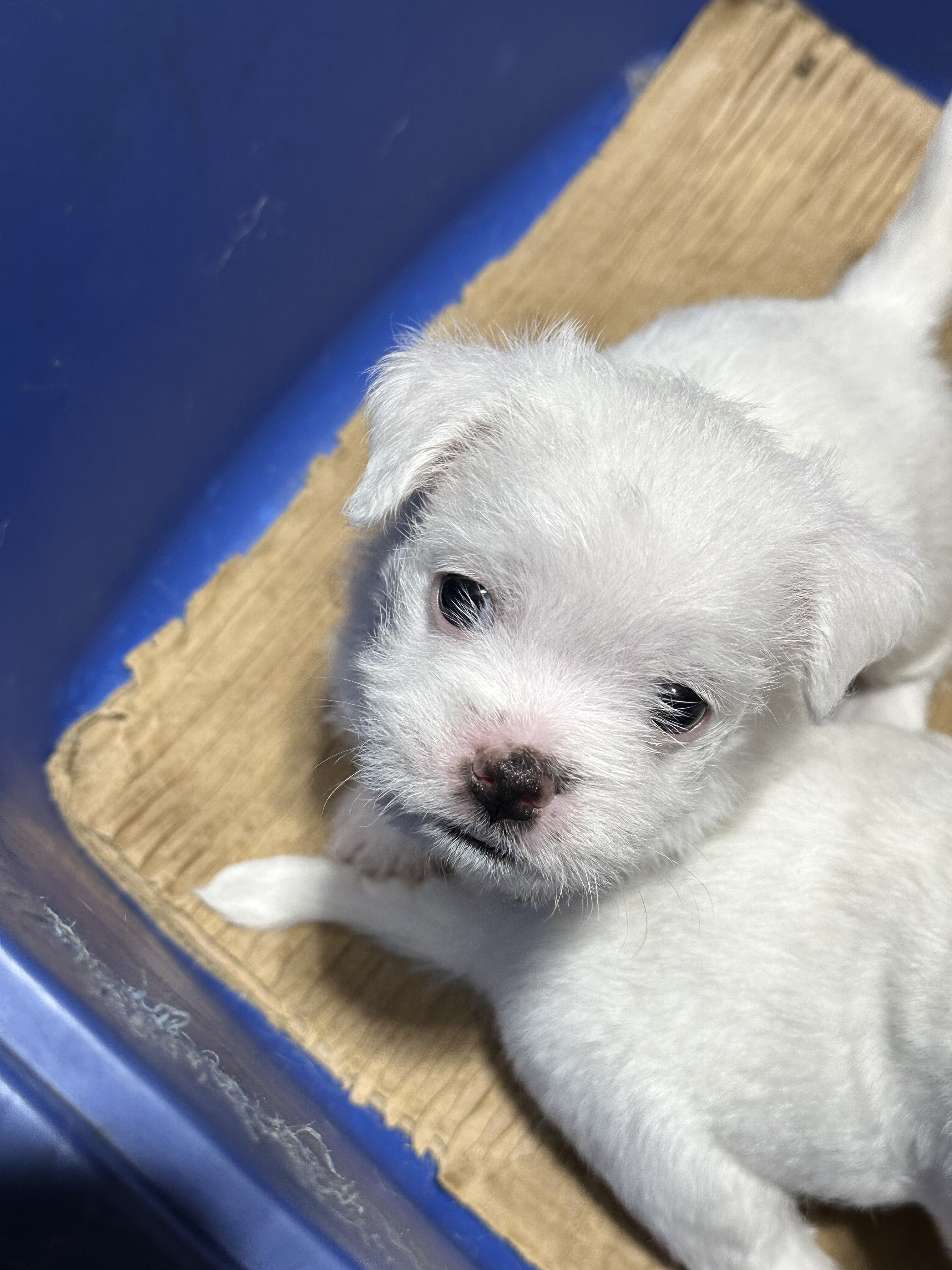White Female Maltese/Shih Tzu (Born 1/2/2026) image 2