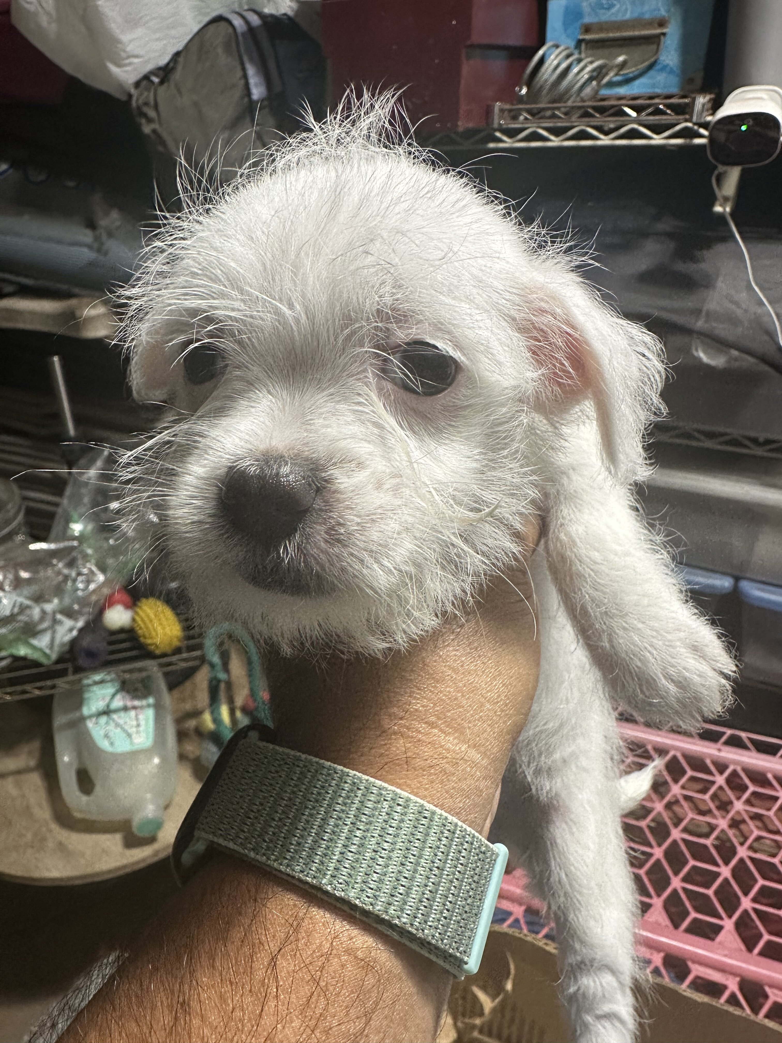 White Female Maltese/Shih Tzu (Born 1/2/2026) image 1