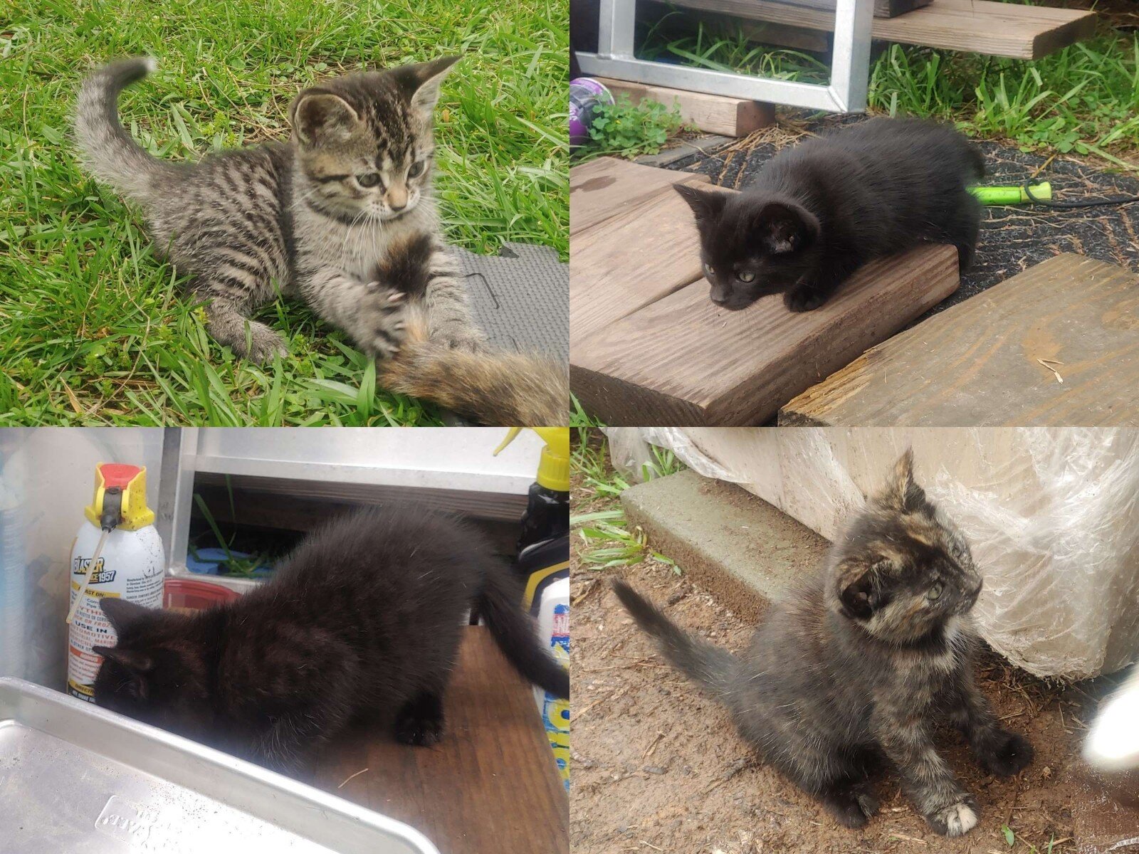 Fuzzballs image 1