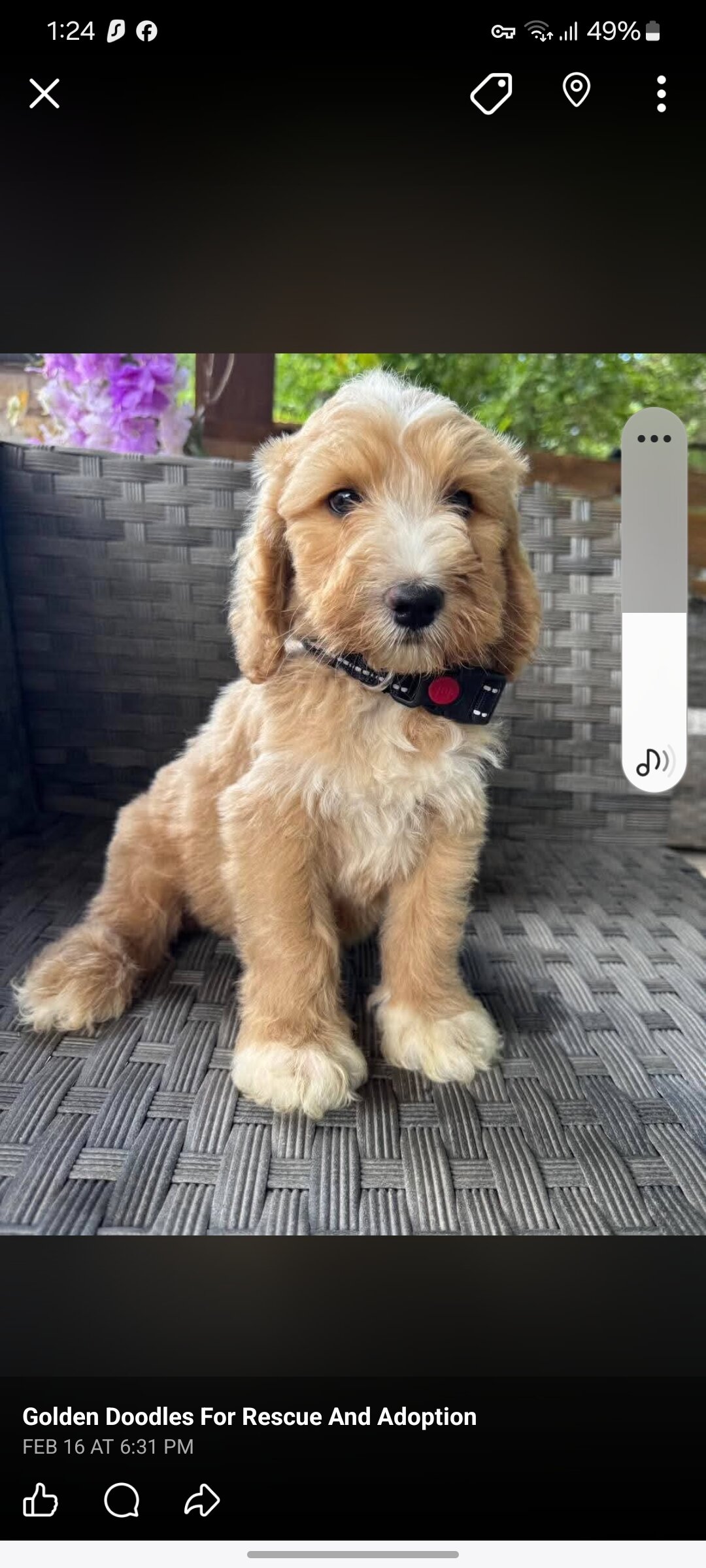 Available For Adoption image 5
