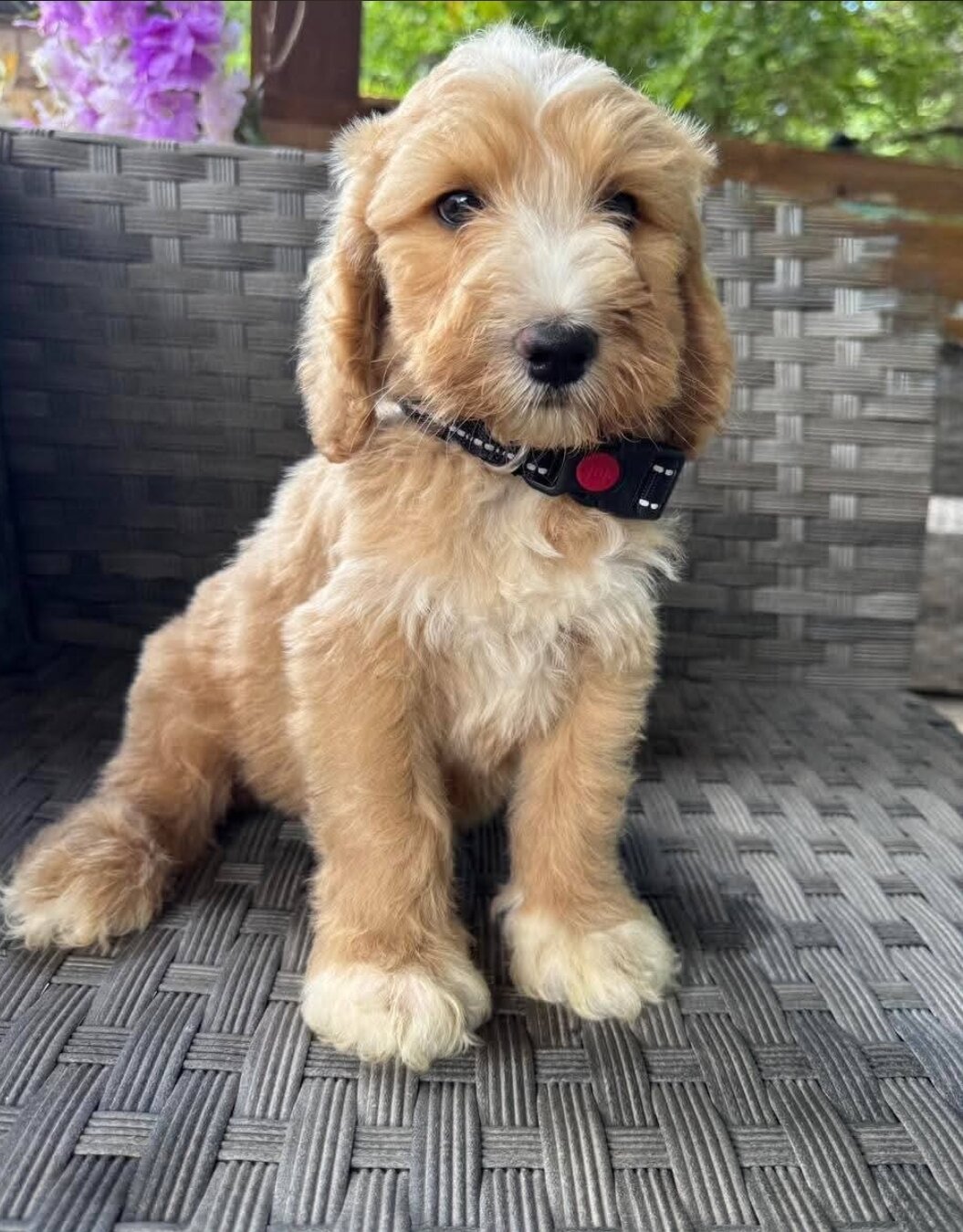 Available For Adoption image 4