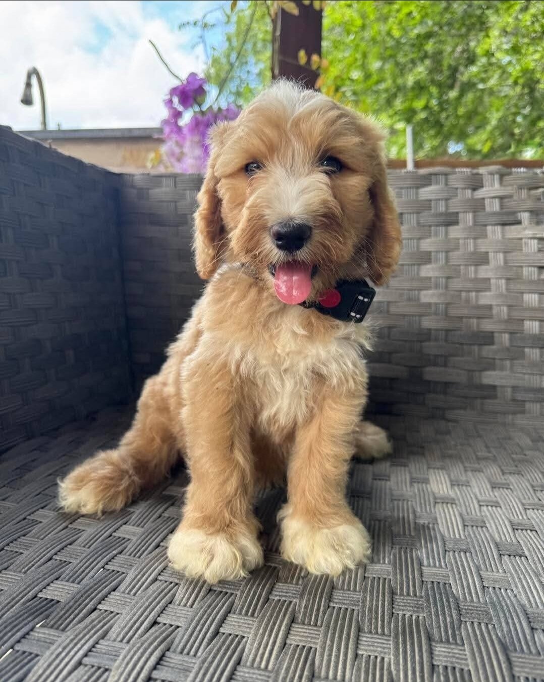Available For Adoption image 3