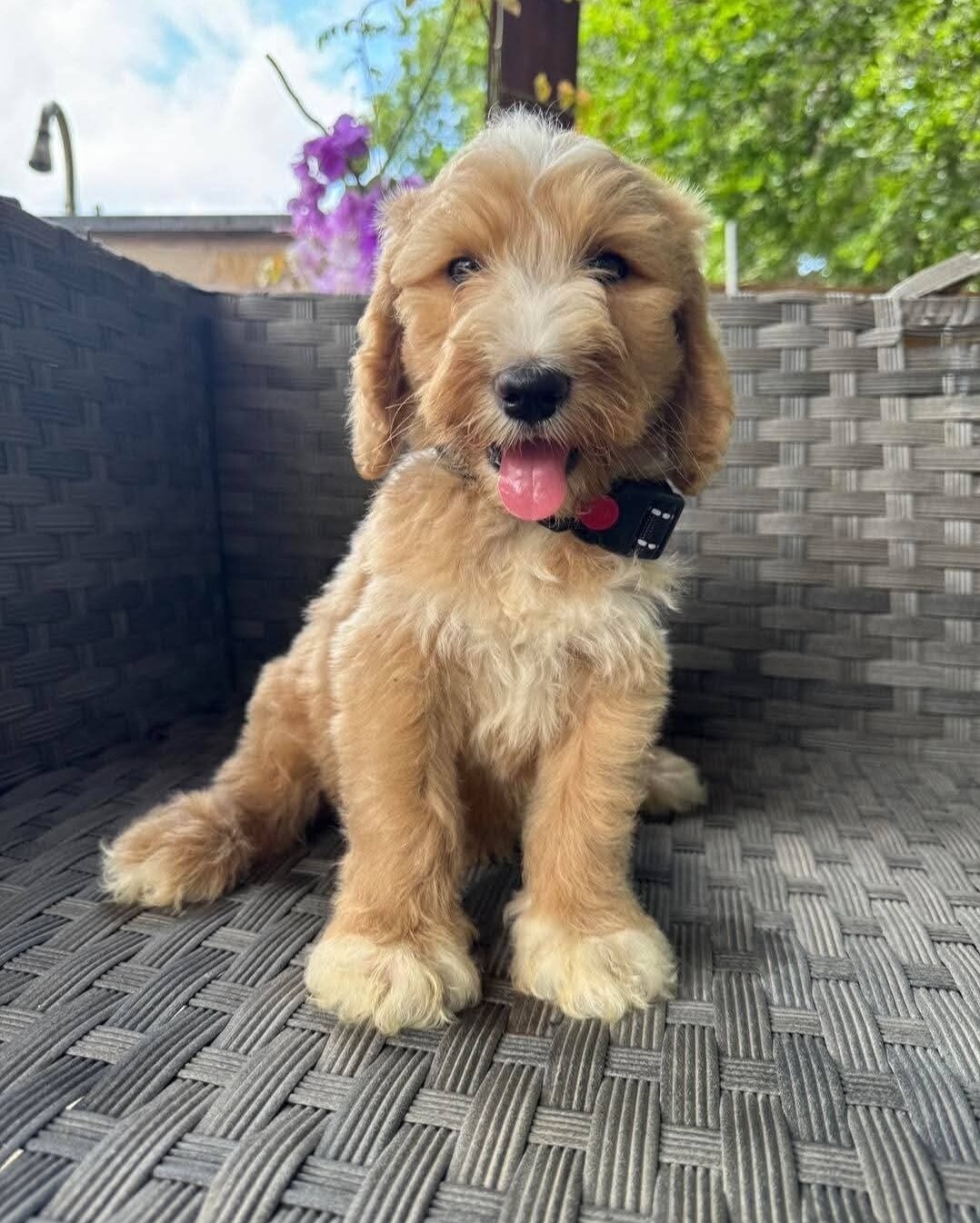 Available For Adoption image 1
