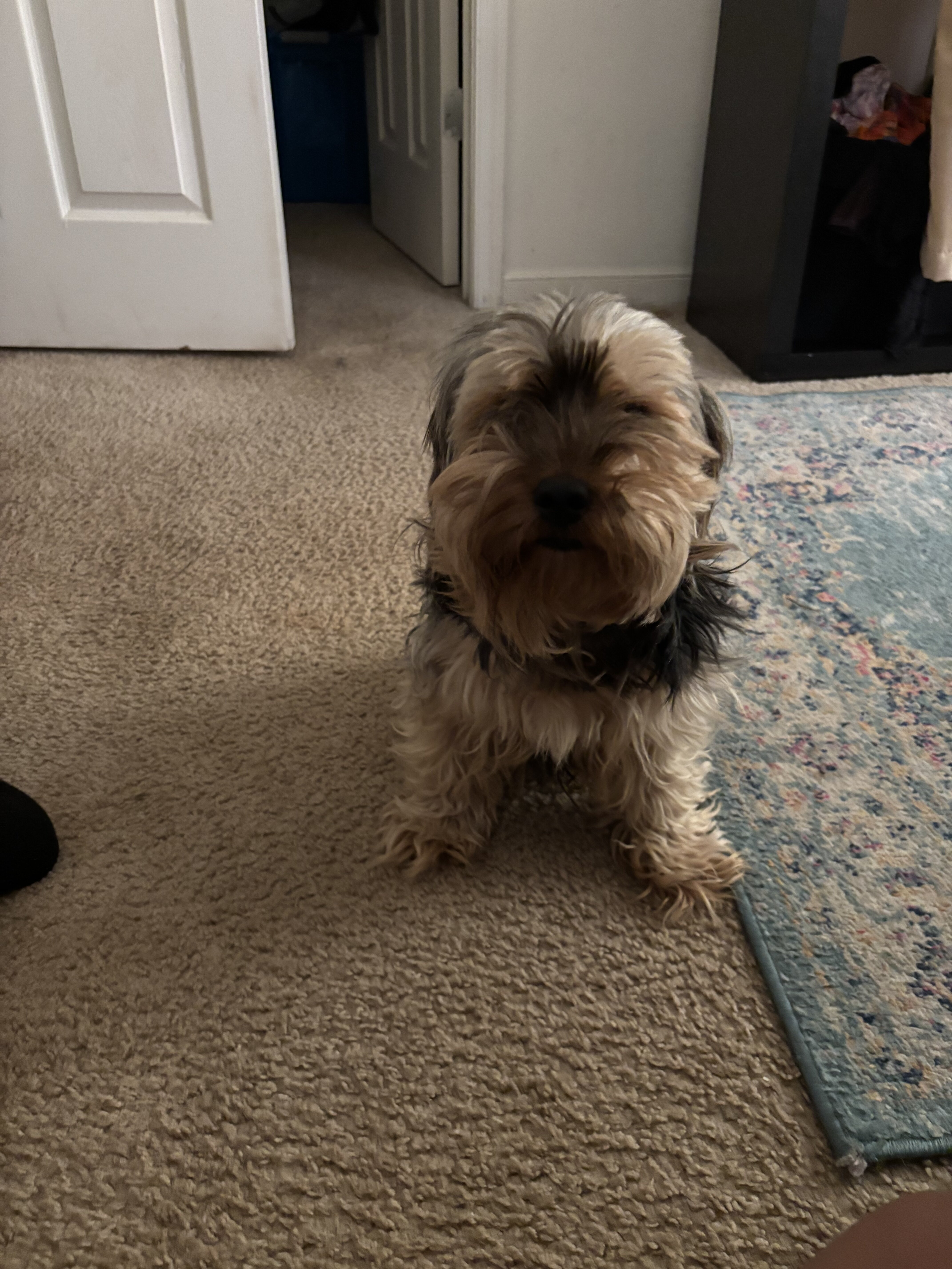 Dog image 3