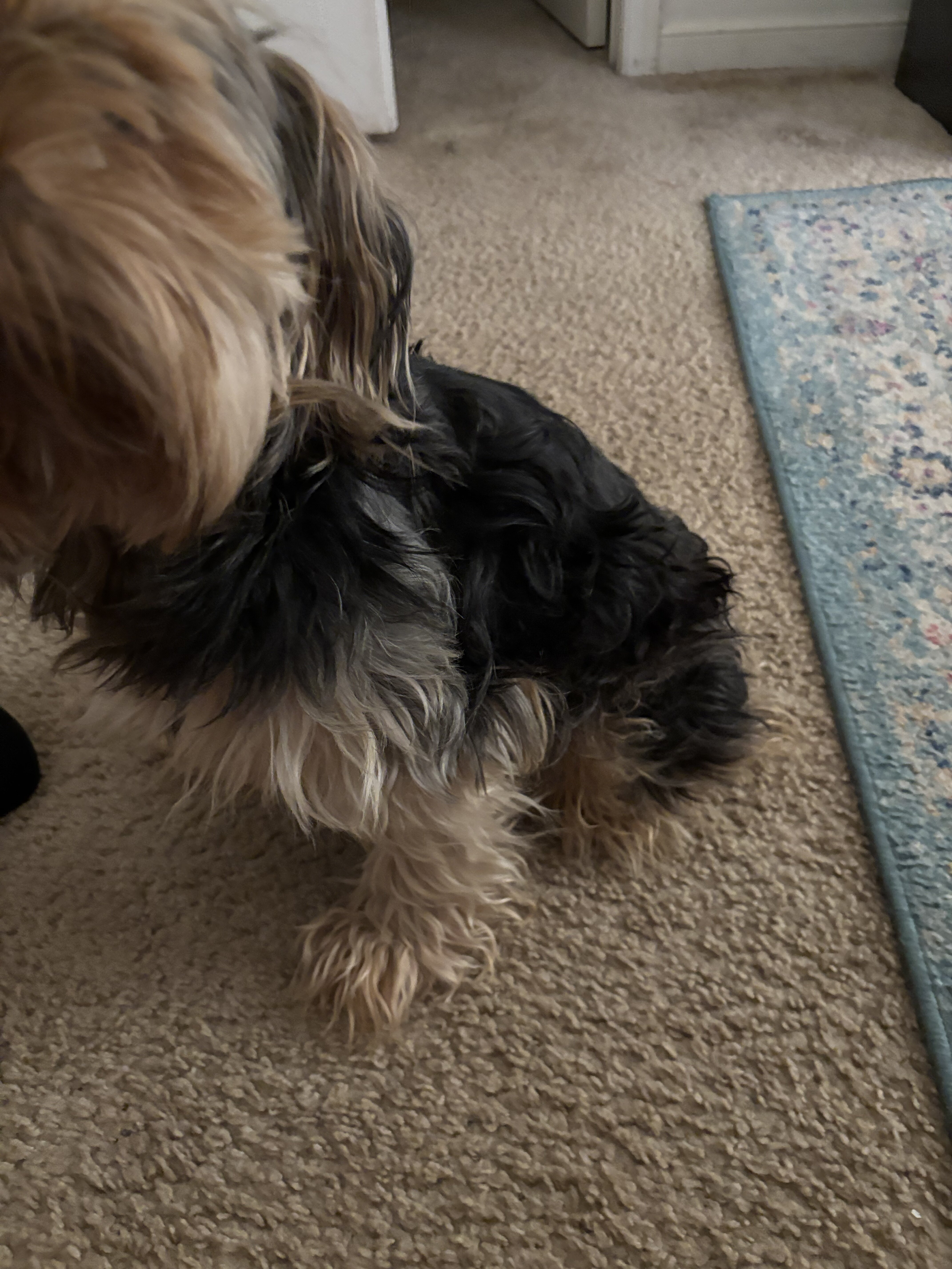 Dog image 2