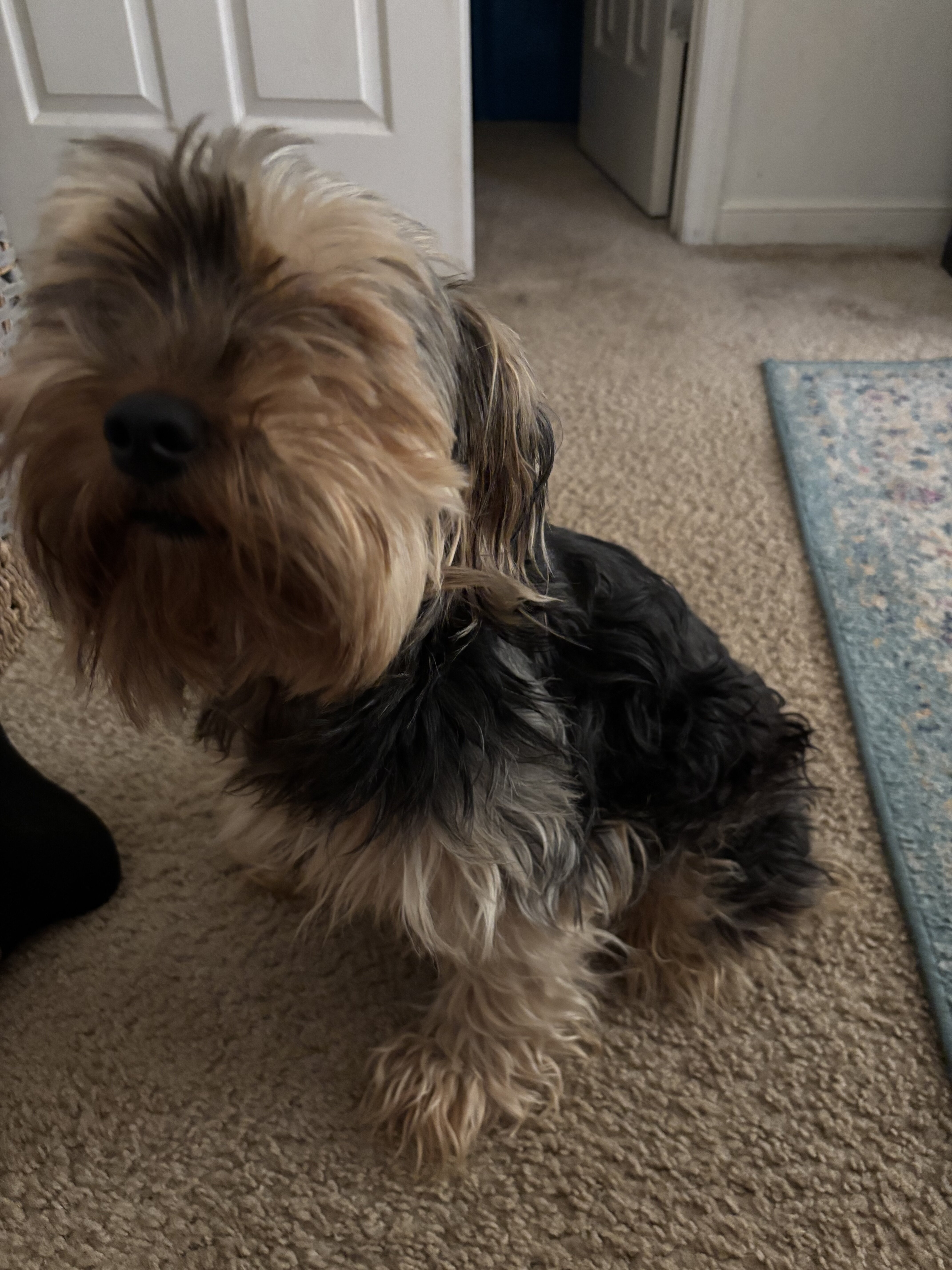 Dog image 1