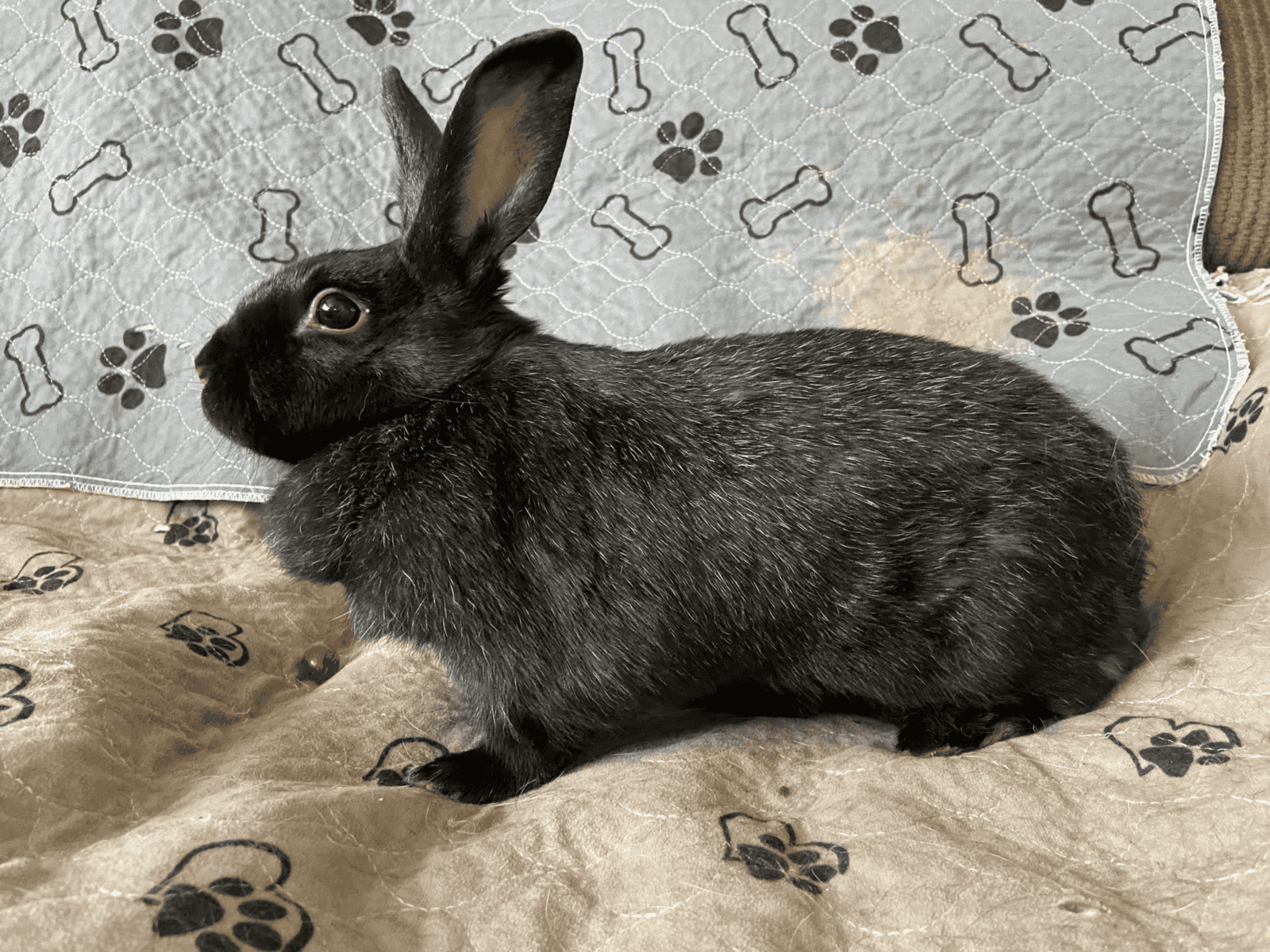 Koko & Bebop (Bonded Pair) Need a Home image 3