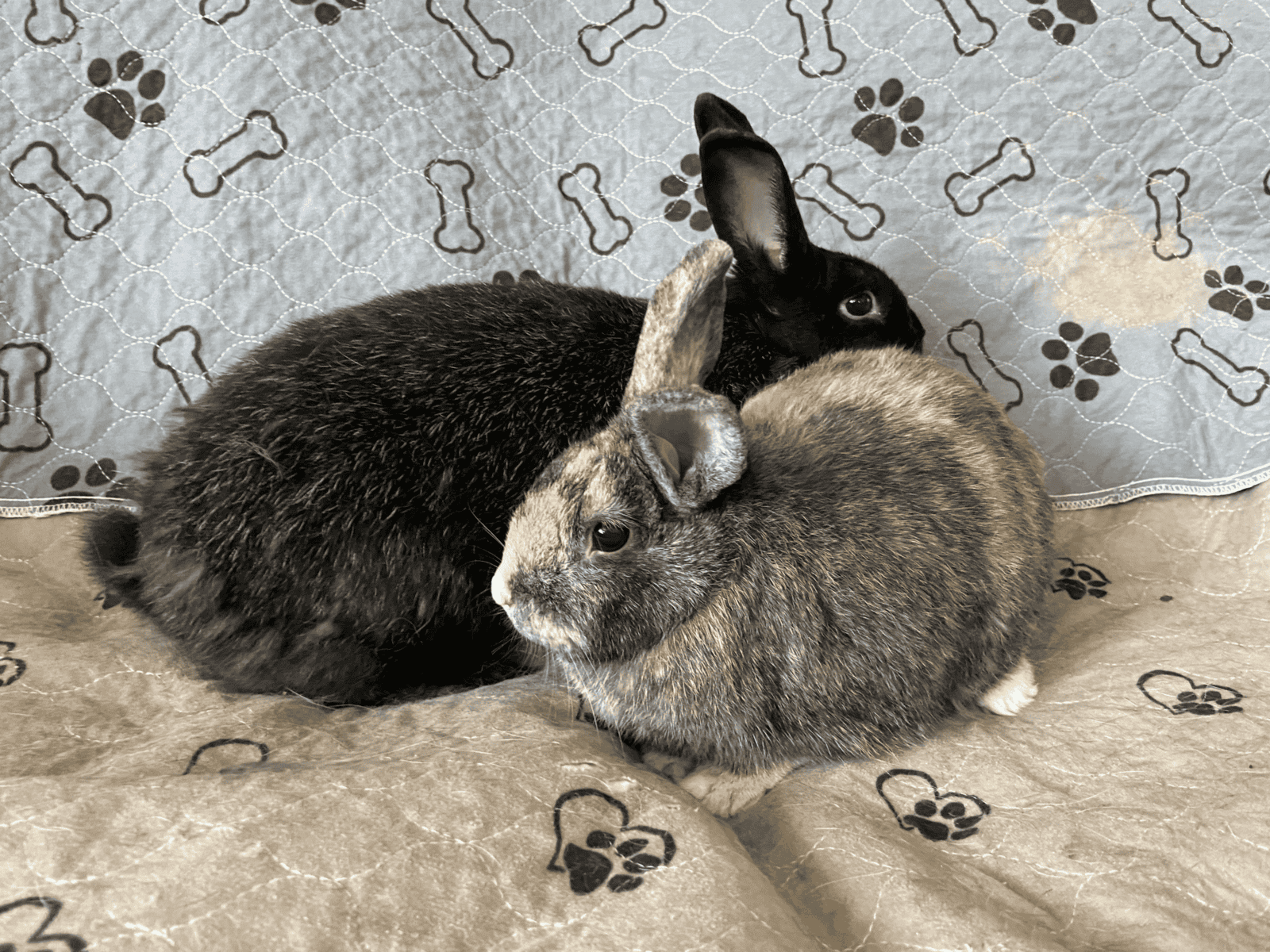 Koko & Bebop (Bonded Pair) Need a Home image 1
