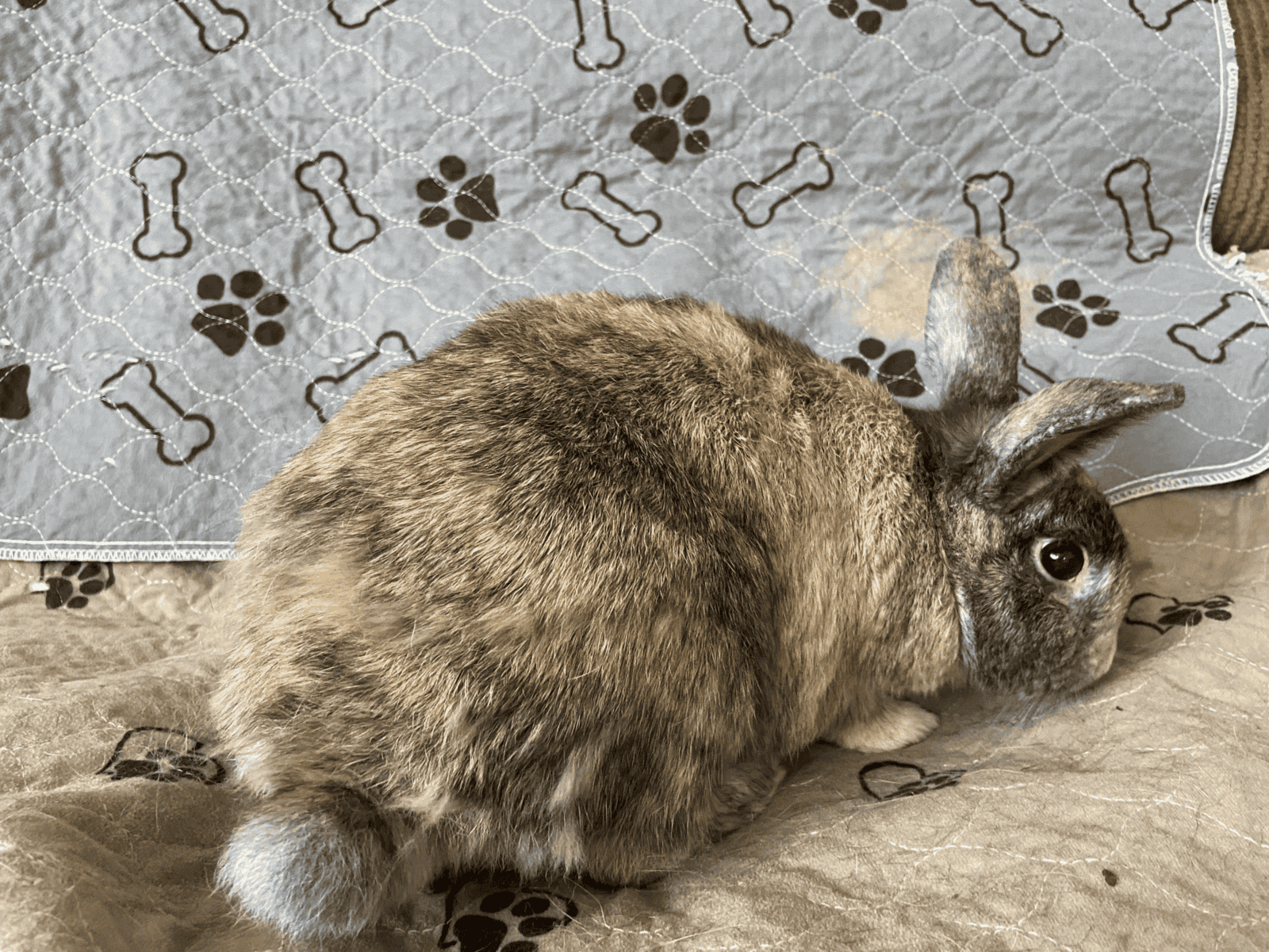 Koko & Bebop (Bonded Pair) Need a Home image 2