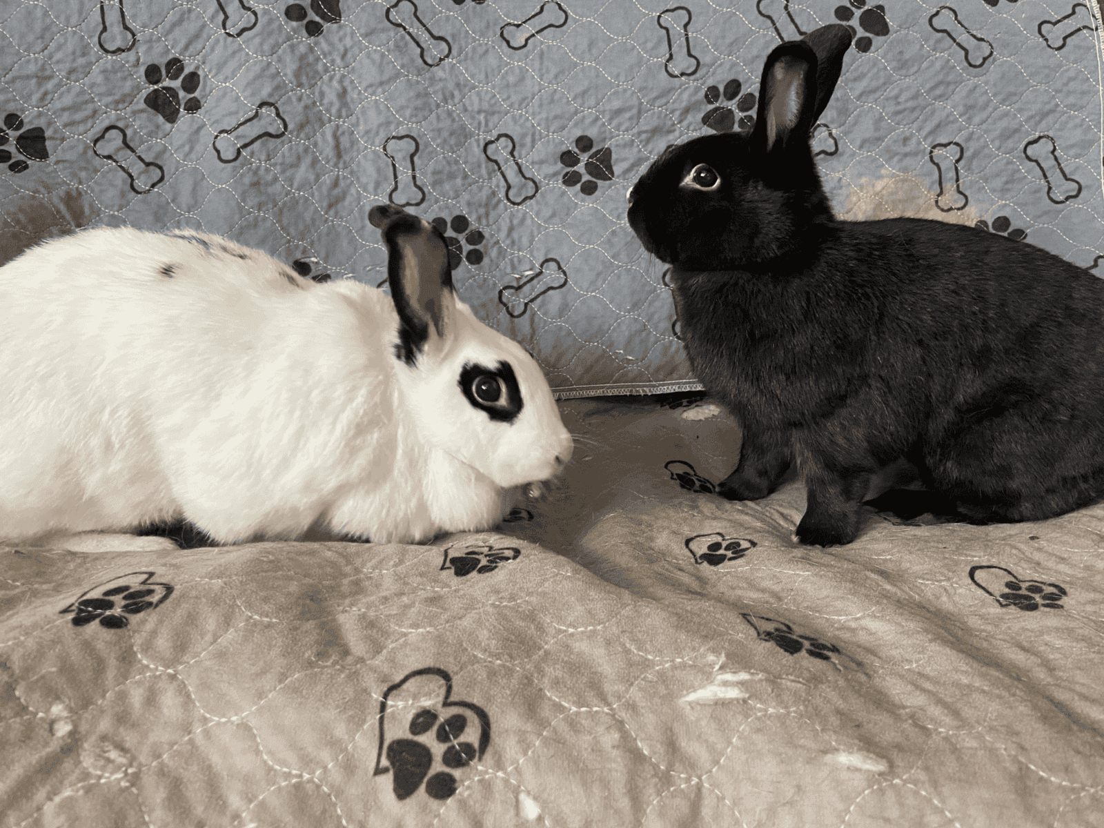 Spooky & Snuffkin (Bonded Pair) Need a Home image 1