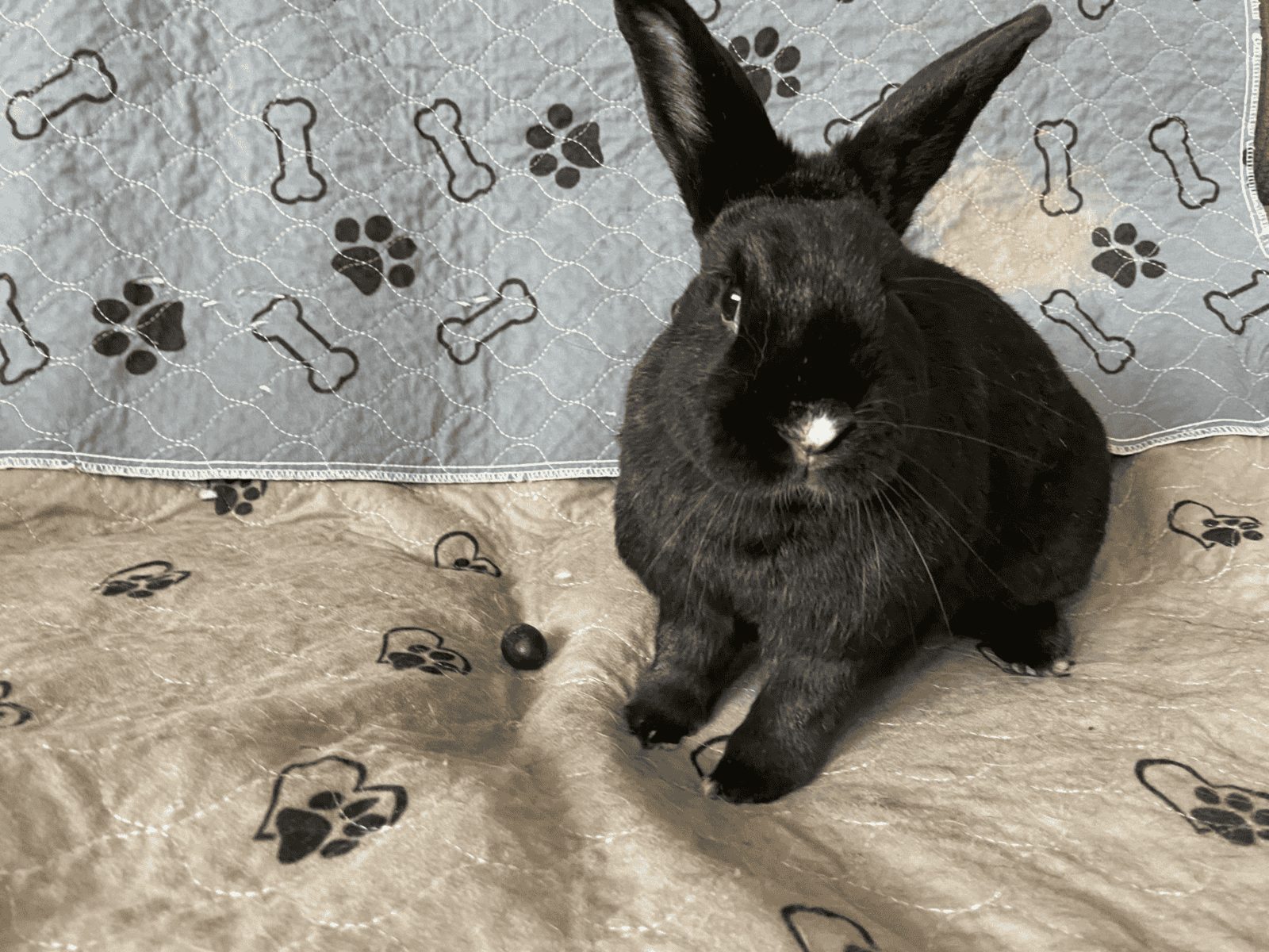 Spooky & Snuffkin (Bonded Pair) Need a Home image 3