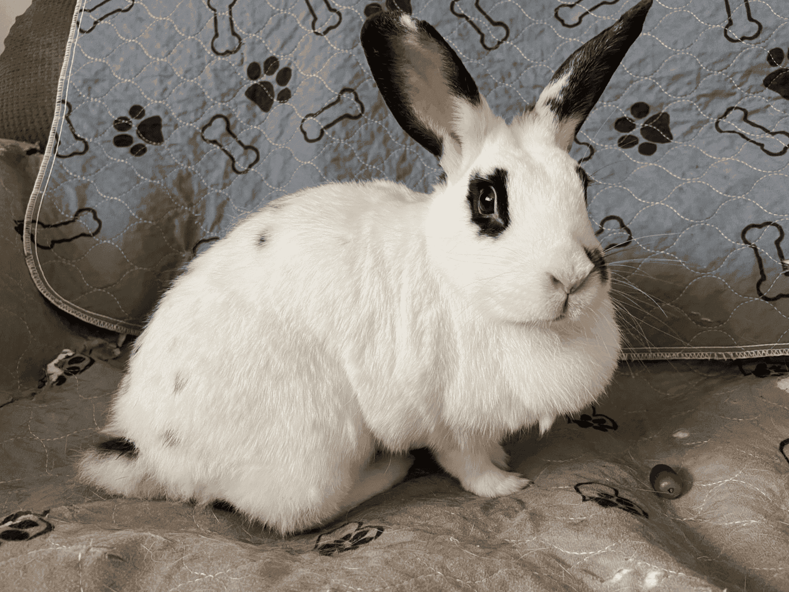 Spooky & Snuffkin (Bonded Pair) Need a Home image 2
