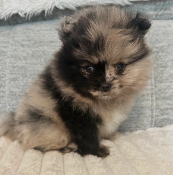 Pomeranian pups image 1