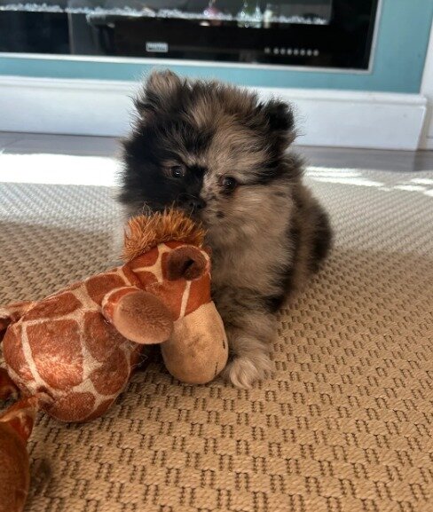 Pomeranian pups image 2