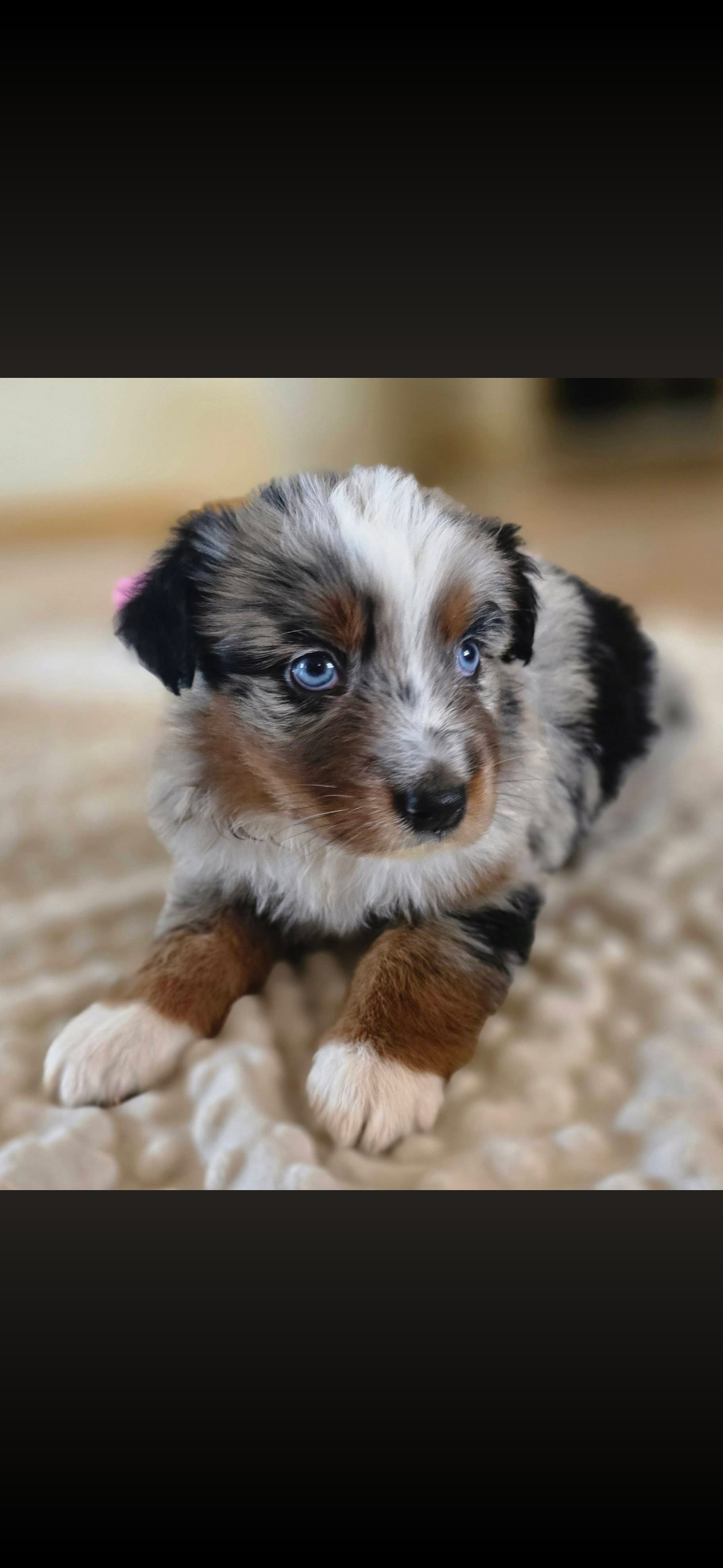 Australian Shepherd puppies image 1