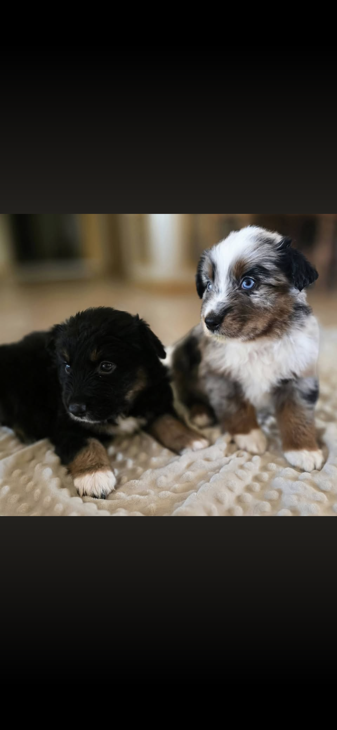 Australian Shepherd puppies image 2