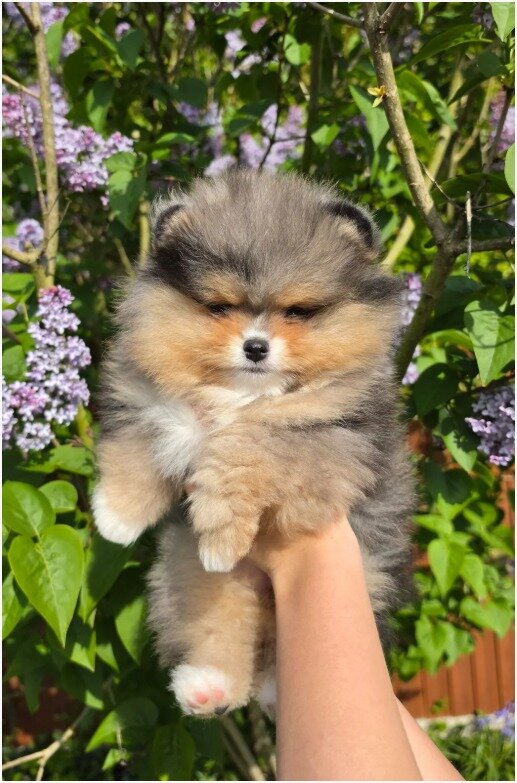 Adorable Pomeranian pups image 2