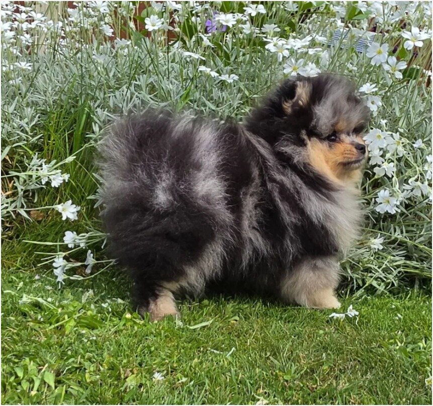 Adorable Pomeranian pups image 1
