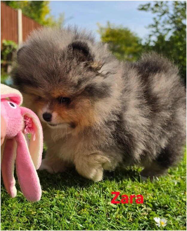 Adorable Pomeranian pups image 3