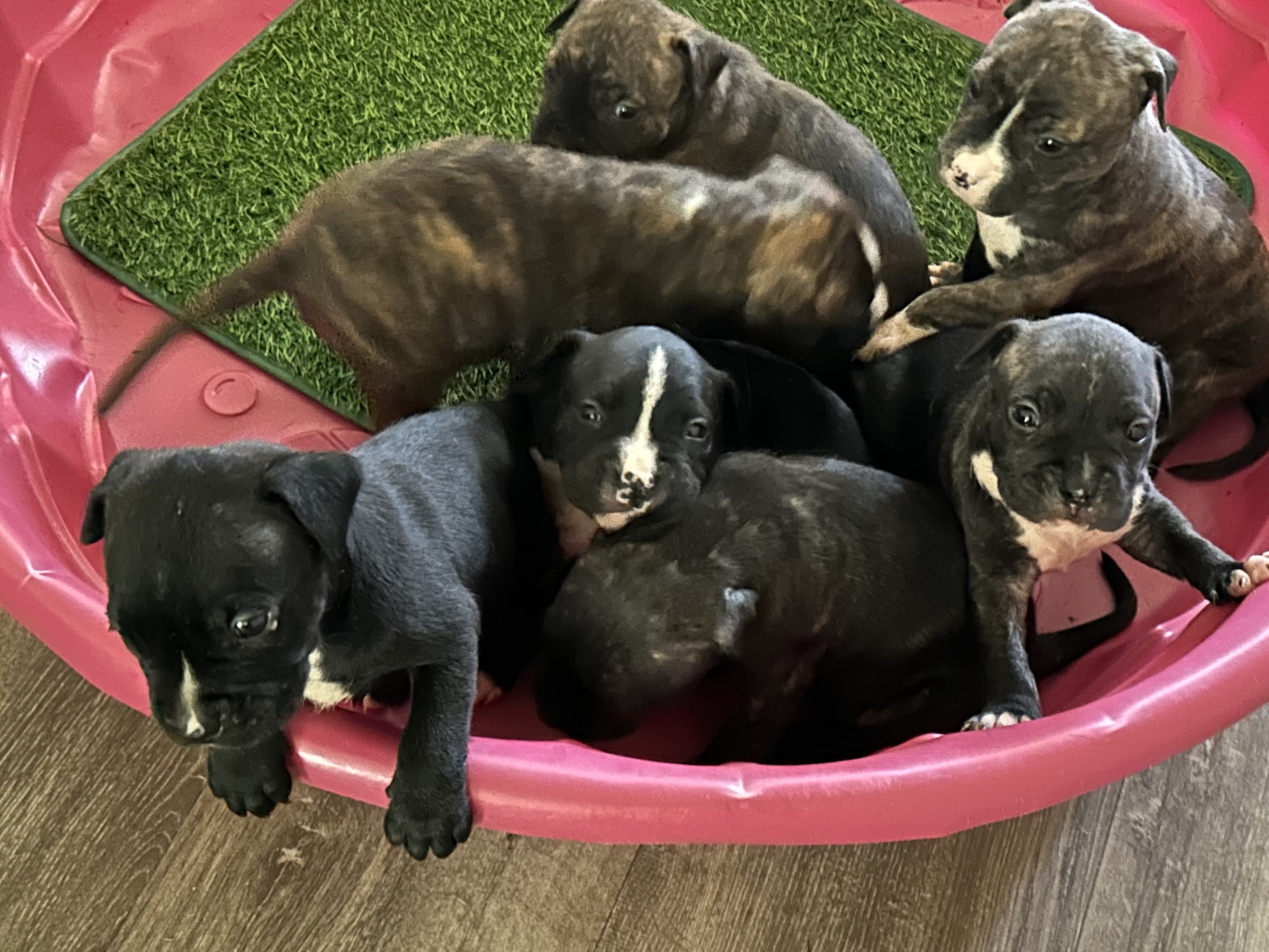 Ridgedale Bull Terrier pups image 5