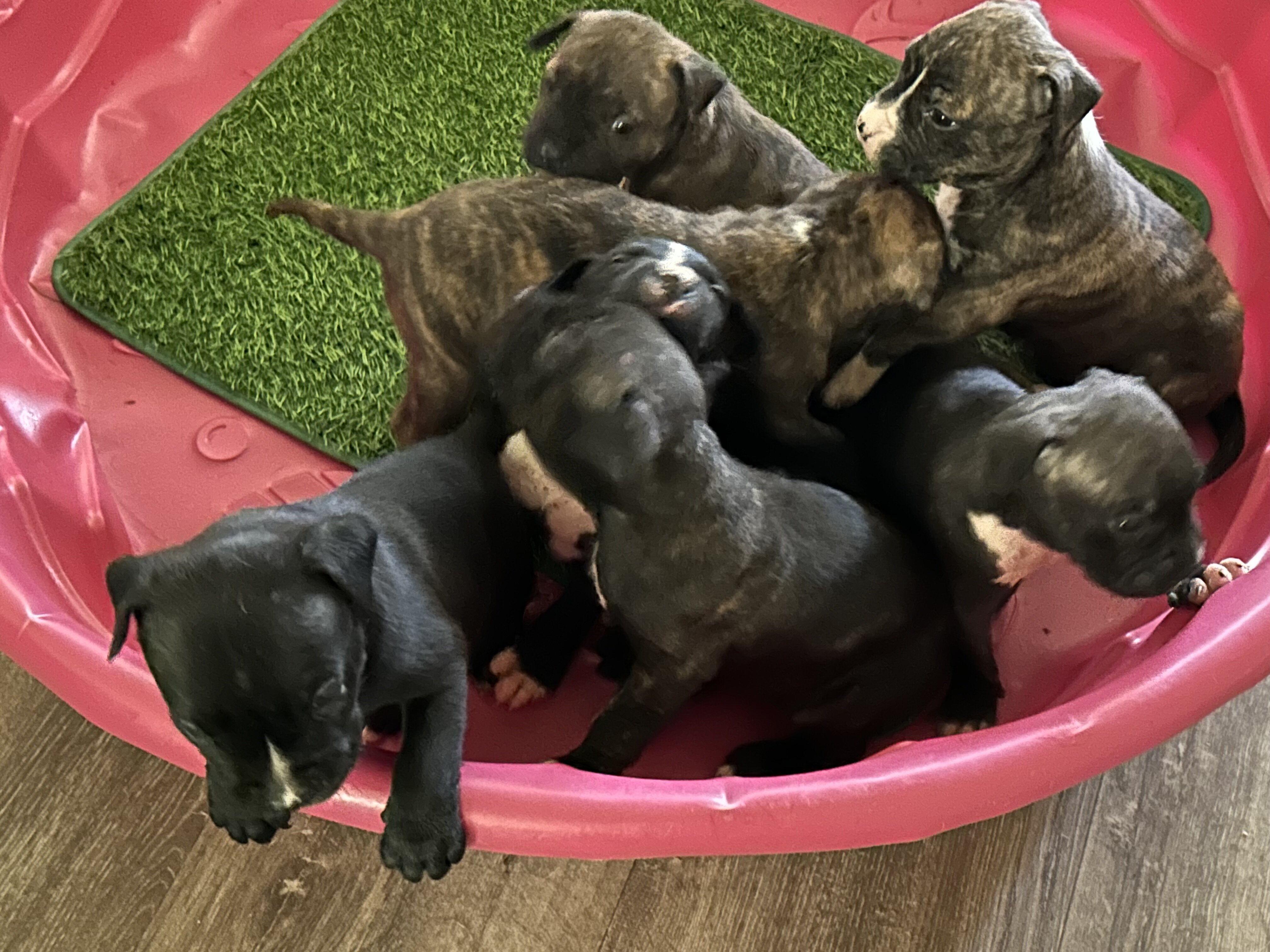 Ridgedale Bull Terrier pups image 4