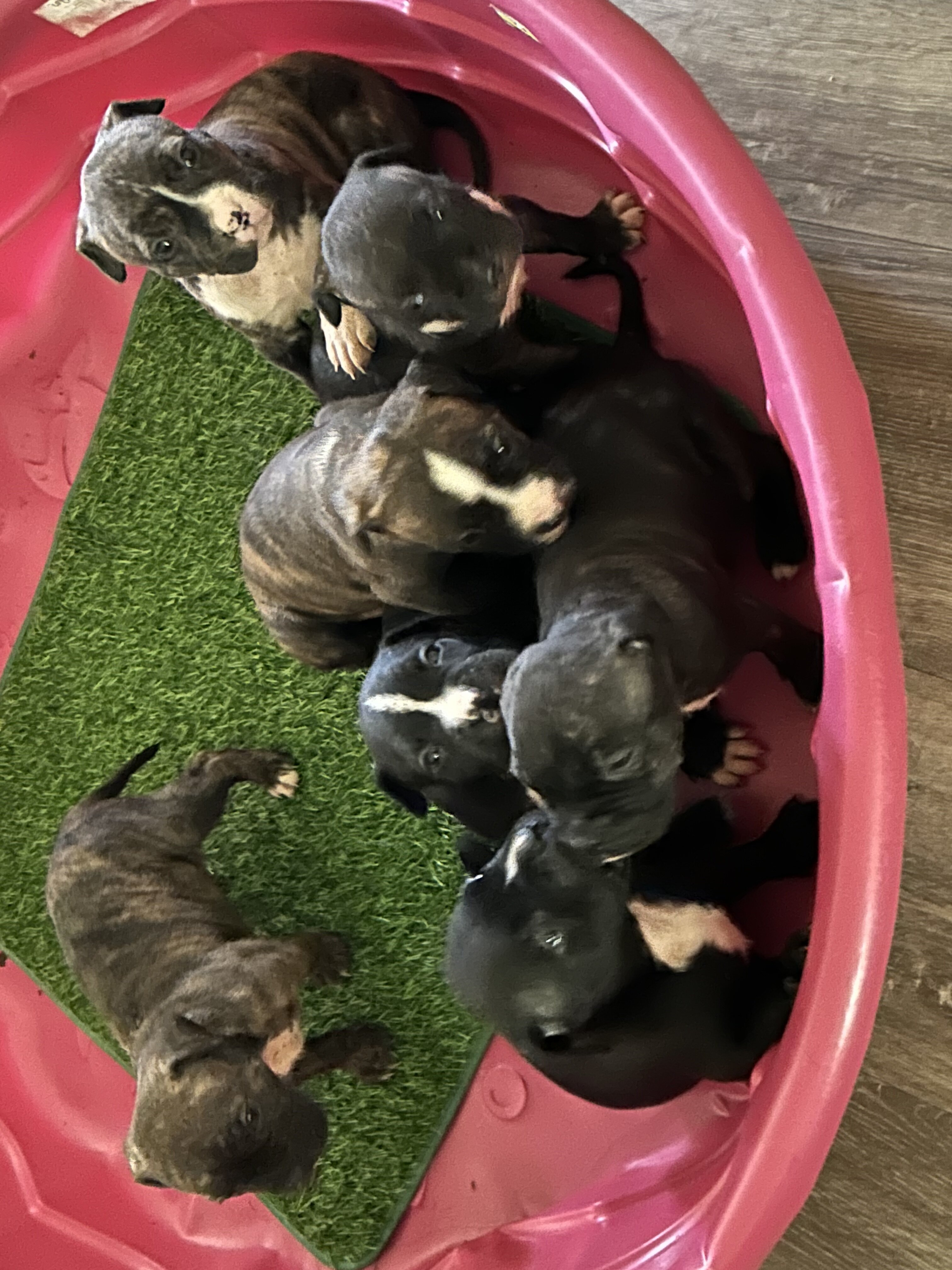 Ridgedale Bull Terrier pups image 3