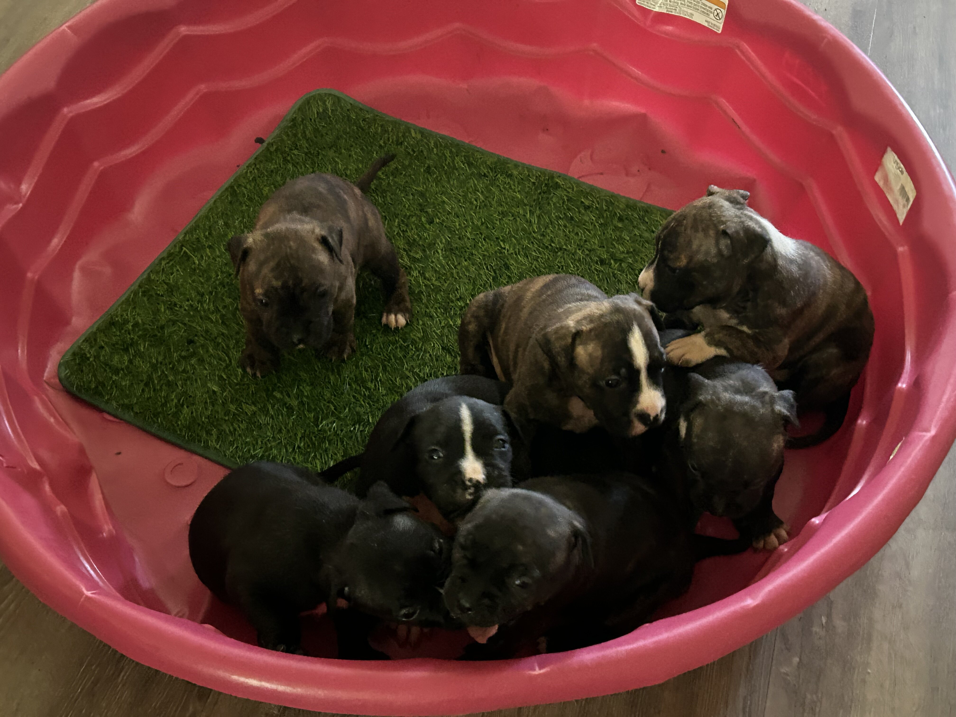 Ridgedale Bull Terrier pups image 2