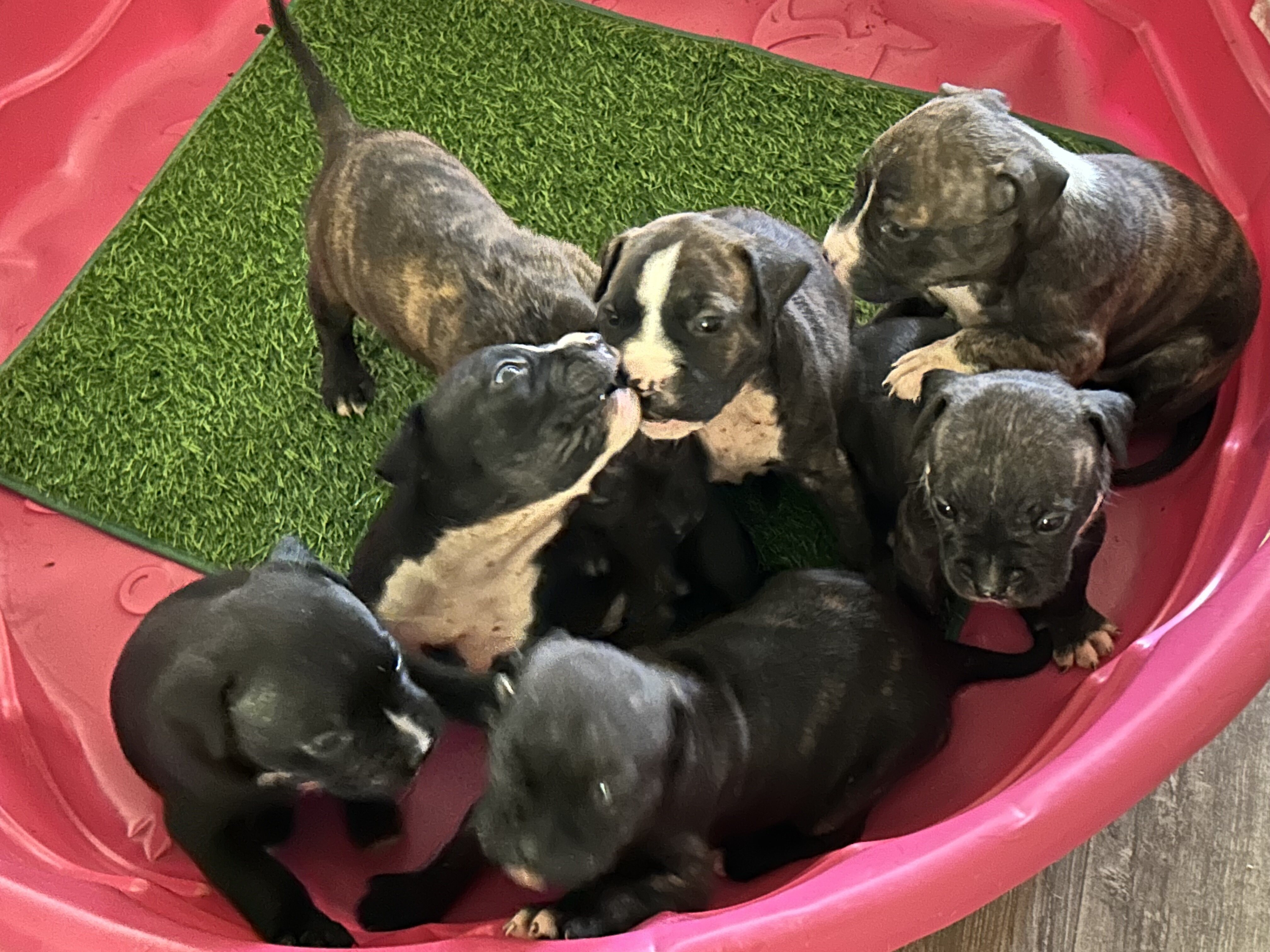 Ridgedale Bull Terrier pups image 1