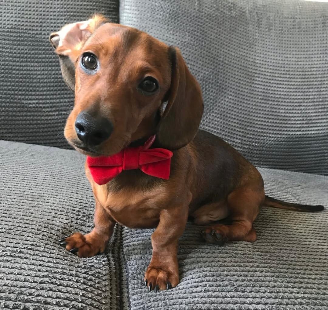 Charming Dachshund puppies available for new homes image 1