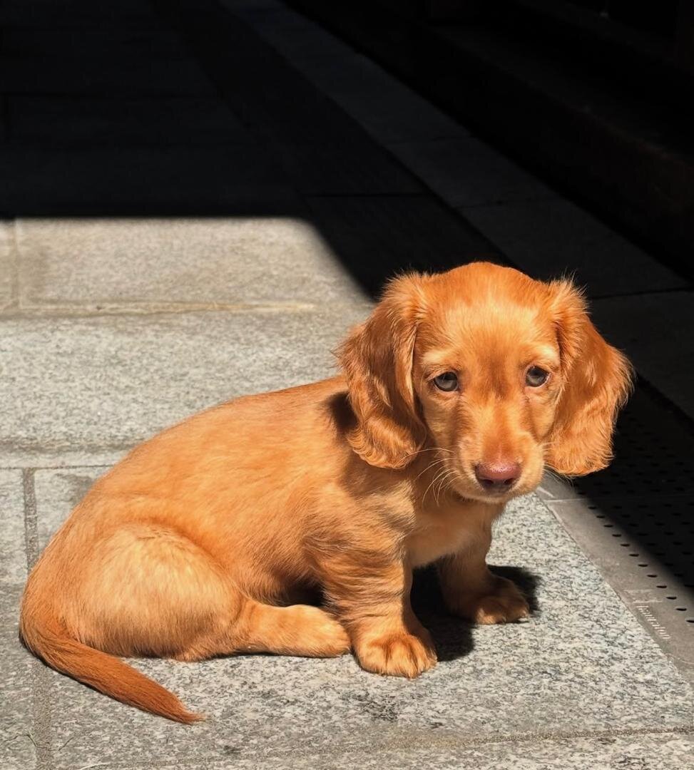 Awe Dachshund puppies available for new homes image 1