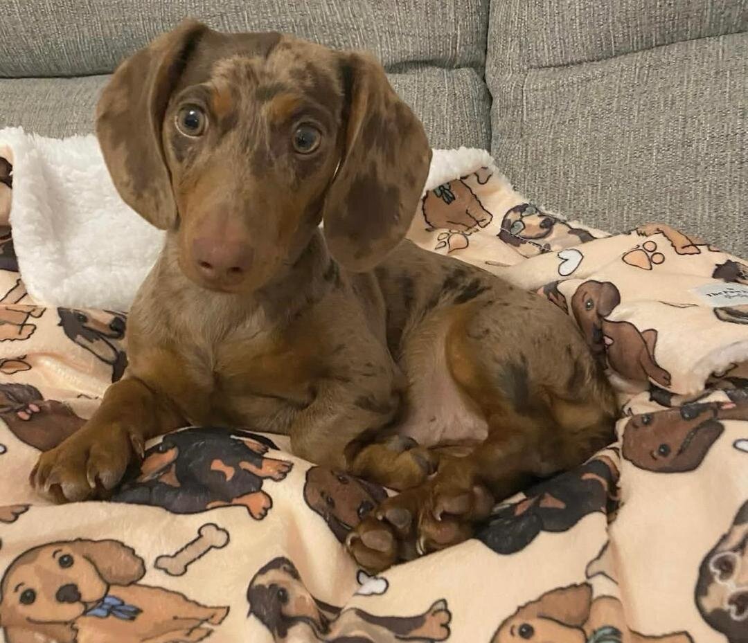 Awesome Nice Charming Dachshund puppies available image 1