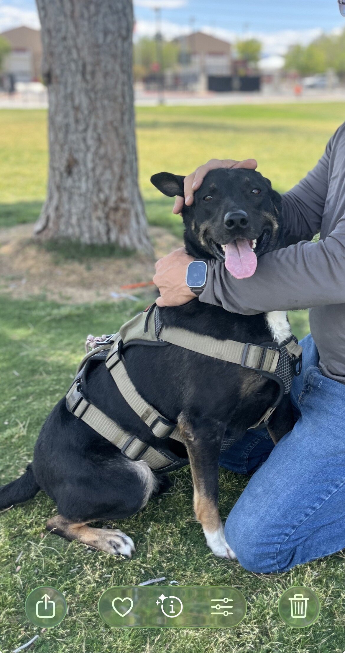 Black Lab Shepherd Mix for new home image 1
