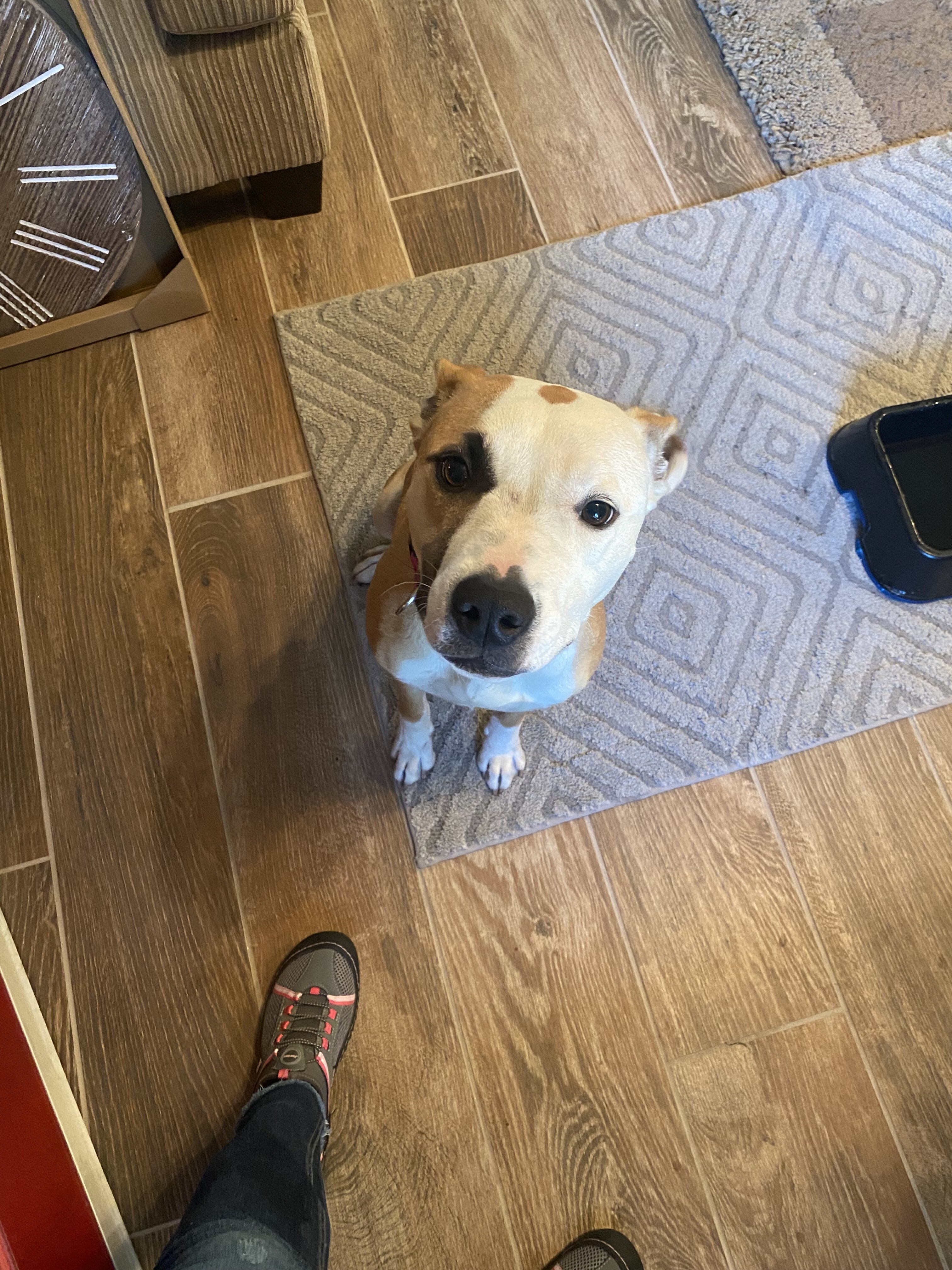 5 year old female American Bulldog image 2