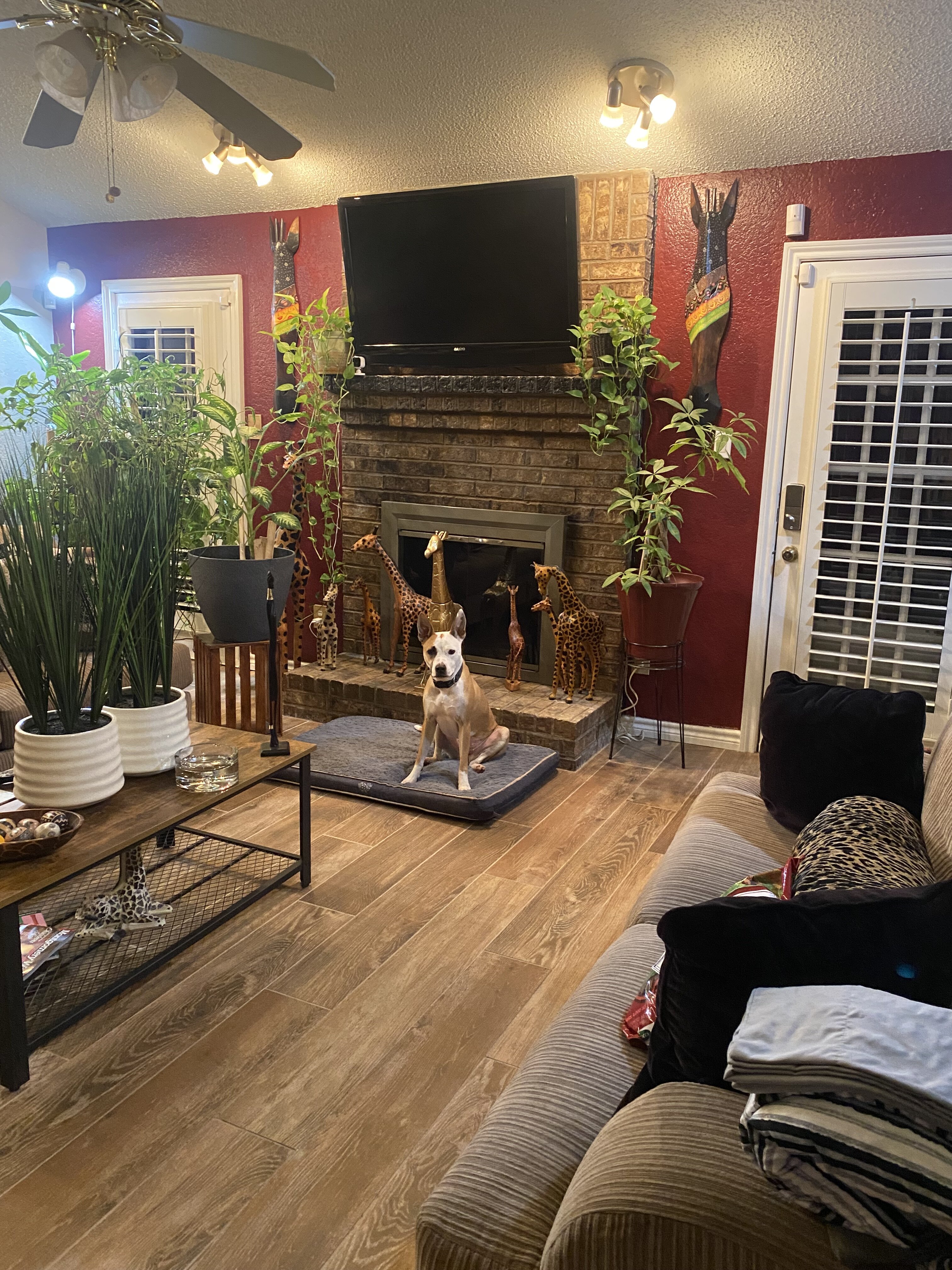 5 year old female American Bulldog image 1